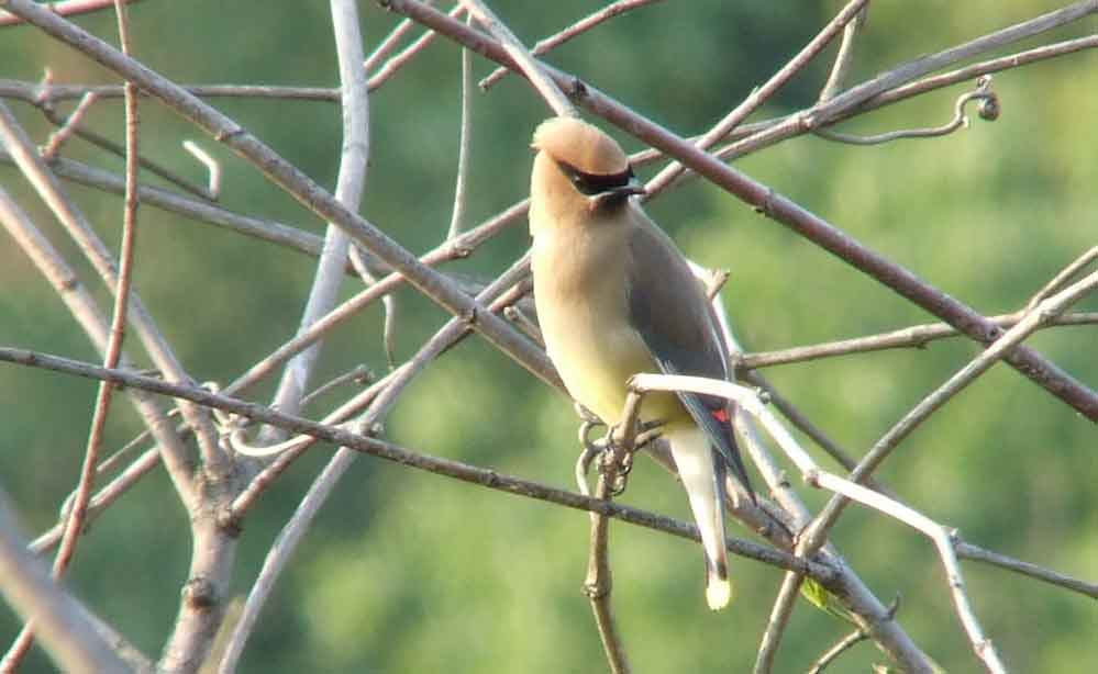 bird watching, C and O Canal, DC, Dick Maley, display, Fuji Digital Camera S9600, Hughes Hollow, Hunting Quarter Road, Marsh, Maryland, MD, Montgomery County, North America, photography, Poolesville, Potomac, Richard Maley, river, USA, Washington, Wetlands, Google Images, Cedar Waxwing