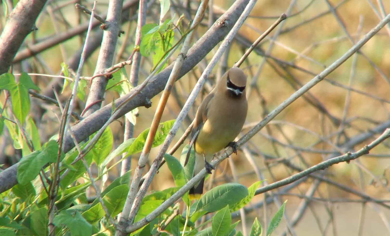 bird watching, C and O Canal, DC, Dick Maley, display, Fuji Digital Camera S9600, Hughes Hollow, Hunting Quarter Road, Marsh, Maryland, MD, Montgomery County, North America, photography, Poolesville, Potomac, Richard Maley, river, USA, Washington, Wetlands, Google Images, Cedar Waxwing