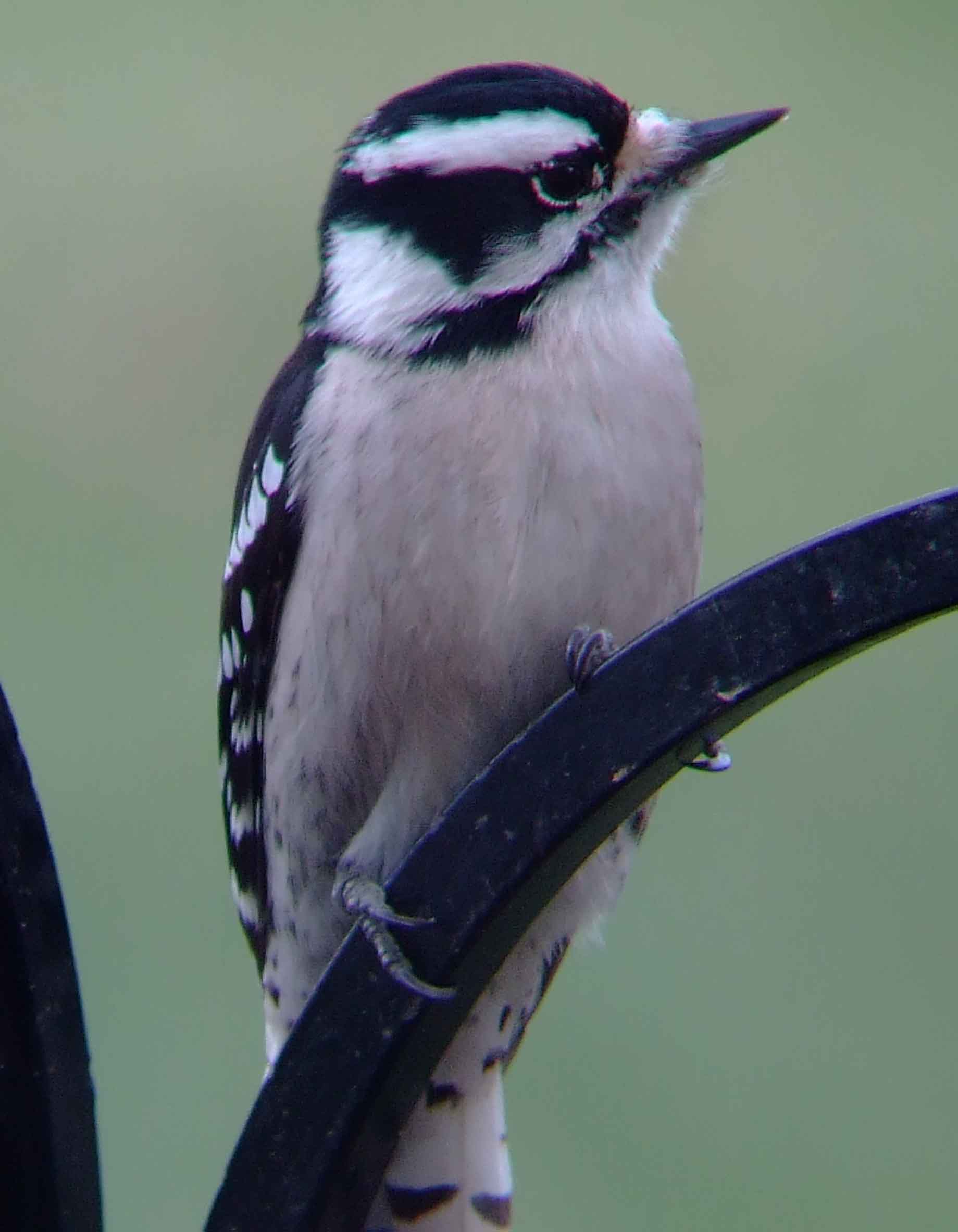 binoculars, bird watching, black beak, C&O Canal, camera, Class:Aves, DC, Dick Maley, digiscoping, display, Downy Woodpecker, Family:Picidae, female, focus, Fuji Digital Camera S9600, Genus:Picoides, Hughes Hollow, Hunting Quarter Road, in focus, Marsh, Maryland, MD, Montgomery County, North America, Order:Piciformes, photography, photoshop, Picoides pubescens, Poolesville, Potomac, Potomac Maryland, refractor, resolution, Richard Maley, river, sharp, smallest woodpecker in North America, Species:Picoides pubescens, telephoto, telescope, USA, Washington, Wetlands, white breast