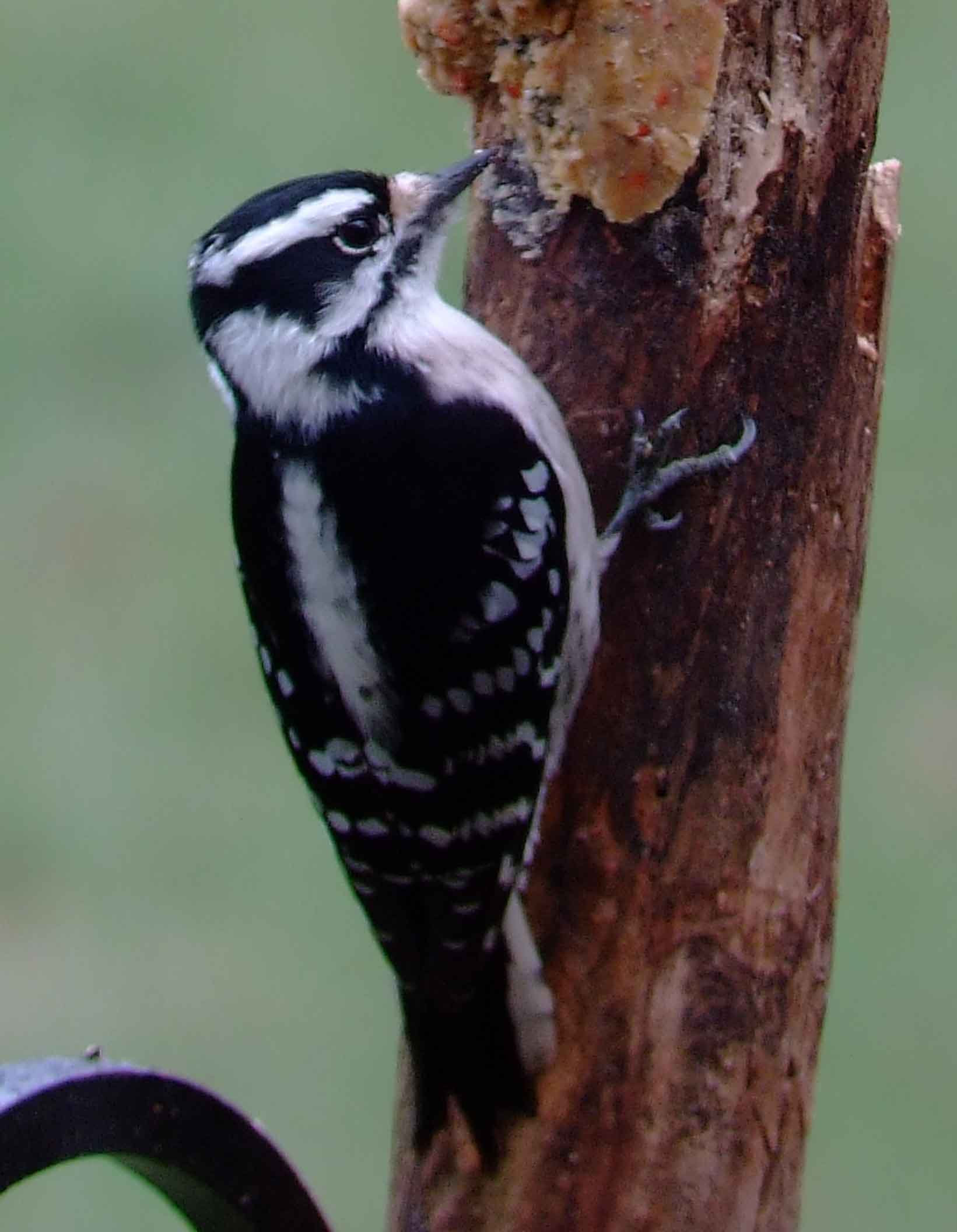 binoculars, bird watching, black beak, C&O Canal, camera, Class:Aves, DC, Dick Maley, digiscoping, display, Downy Woodpecker, Family:Picidae, female, focus, Fuji Digital Camera S9600, Genus:Picoides, Hughes Hollow, Hunting Quarter Road, in focus, Marsh, Maryland, MD, Montgomery County, North America, Order:Piciformes, photography, photoshop, Picoides pubescens, Poolesville, Potomac, Potomac Maryland, refractor, resolution, Richard Maley, river, sharp, smallest woodpecker in North America, Species:Picoides pubescens, telephoto, telescope, USA, Washington, Wetlands, white breast