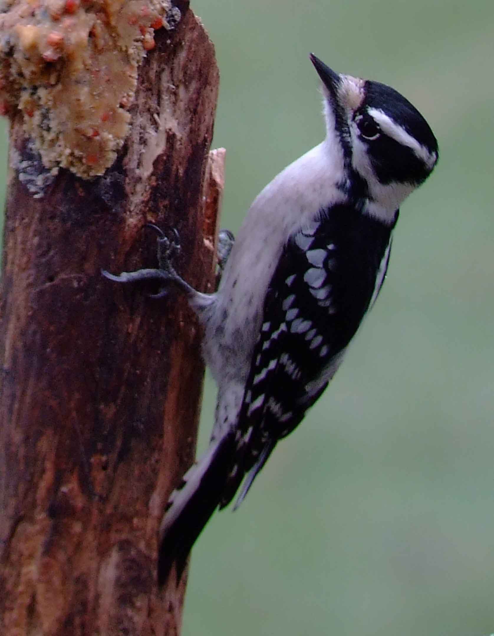 binoculars, bird watching, black beak, C&O Canal, camera, Class:Aves, DC, Dick Maley, digiscoping, display, Downy Woodpecker, Family:Picidae, female, focus, Fuji Digital Camera S9600, Genus:Picoides, Hughes Hollow, Hunting Quarter Road, in focus, Marsh, Maryland, MD, Montgomery County, North America, Order:Piciformes, photography, photoshop, Picoides pubescens, Poolesville, Potomac, Potomac Maryland, refractor, resolution, Richard Maley, river, sharp, smallest woodpecker in North America, Species:Picoides pubescens, telephoto, telescope, USA, Washington, Wetlands, white breast