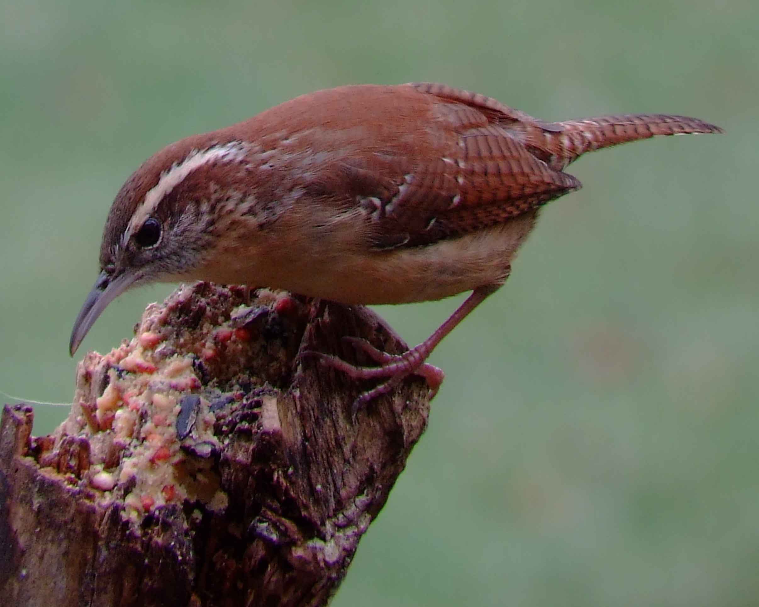 binoculars, bird watching, C&O Canal, camera, carolina wren, Class:Aves, DC, Dick Maley, digiscoping, display, Family:Troglodytidae, focus, Fuji Digital Camera S9600, Hughes Hollow, Hunting Quarter Road, in focus, Marsh, Maryland, mating, MD, Montgomery County, North America, Order:Passeriformes, photography, photoshop, Poolesville, Potomac, Potomac Maryland, refractor, resolution, Richard Maley, ritual, river, sharp, state bird of South Carolina, telephoto, telescope, Thryothorus ludovicianus, USA, Washington, Wetlands