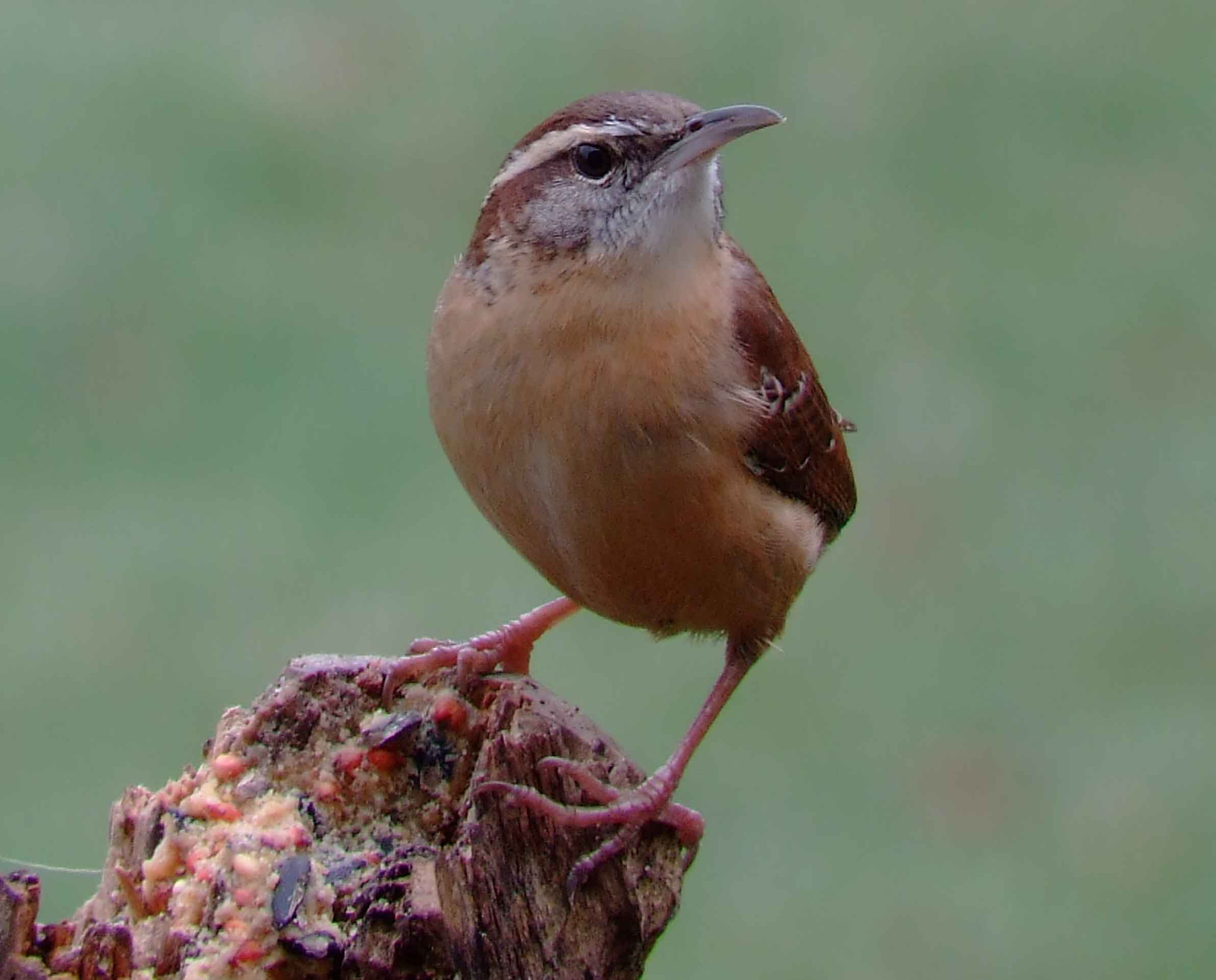 binoculars, bird watching, C&O Canal, camera, carolina wren, Class:Aves, DC, Dick Maley, digiscoping, display, Family:Troglodytidae, focus, Fuji Digital Camera S9600, Hughes Hollow, Hunting Quarter Road, in focus, Marsh, Maryland, mating, MD, Montgomery County, North America, Order:Passeriformes, photography, photoshop, Poolesville, Potomac, Potomac Maryland, refractor, resolution, Richard Maley, ritual, river, sharp, state bird of South Carolina, telephoto, telescope, Thryothorus ludovicianus, USA, Washington, Wetlands