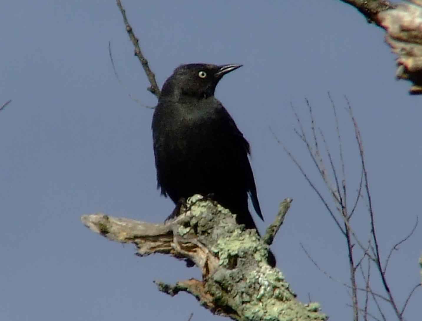 binoculars, bird watching, black bib, black cap, C&O Canal, camera, Class: Aves, Class:Aves, DC, Dick Maley, digiscoping, display, Family: Icteridae, focus, Fuji Digital Camera S9600, Genus: Euphagus, Google Images, Hughes Hollow, Hunting Quarter Road, in focus, Kingdom:Animalia, Marsh, Maryland, MD, Montgomery County, North America, Order: Passeriformes, photography, photoshop, Phylum:Chordata, Poolesville, Potomac, Potomac Maryland, refractor, resolution, Richard Maley, ritual, river, rusty blackbird, sharp, Species: E carolinus, telephoto, telescope, USA, Washington, Wetlands