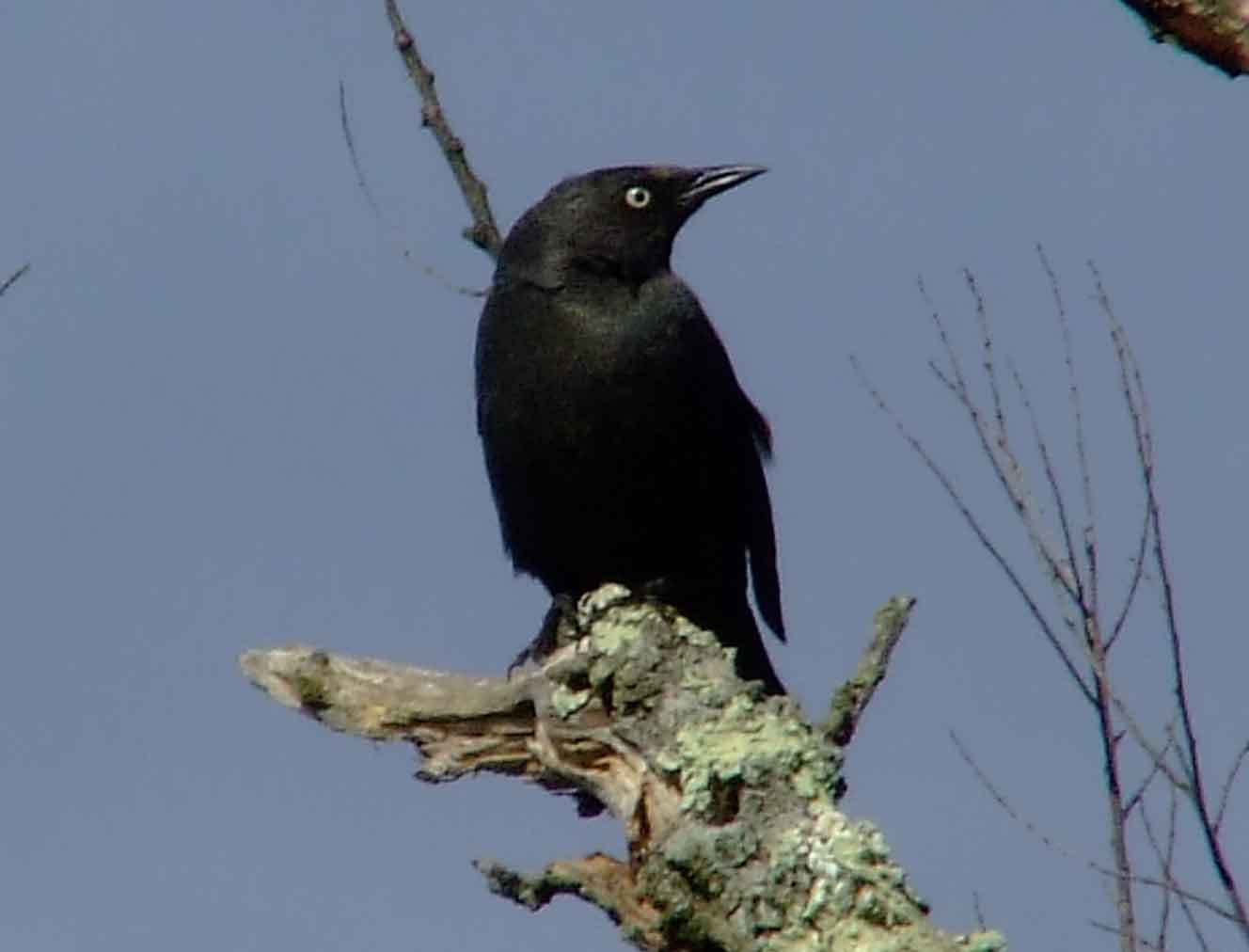 binoculars, bird watching, black bib, black cap, C&O Canal, camera, Class: Aves, Class:Aves, DC, Dick Maley, digiscoping, display, Family: Icteridae, focus, Fuji Digital Camera S9600, Genus: Euphagus, Google Images, Hughes Hollow, Hunting Quarter Road, in focus, Kingdom:Animalia, Marsh, Maryland, MD, Montgomery County, North America, Order: Passeriformes, photography, photoshop, Phylum:Chordata, Poolesville, Potomac, Potomac Maryland, refractor, resolution, Richard Maley, ritual, river, rusty blackbird, sharp, Species: E carolinus, telephoto, telescope, USA, Washington, Wetlands