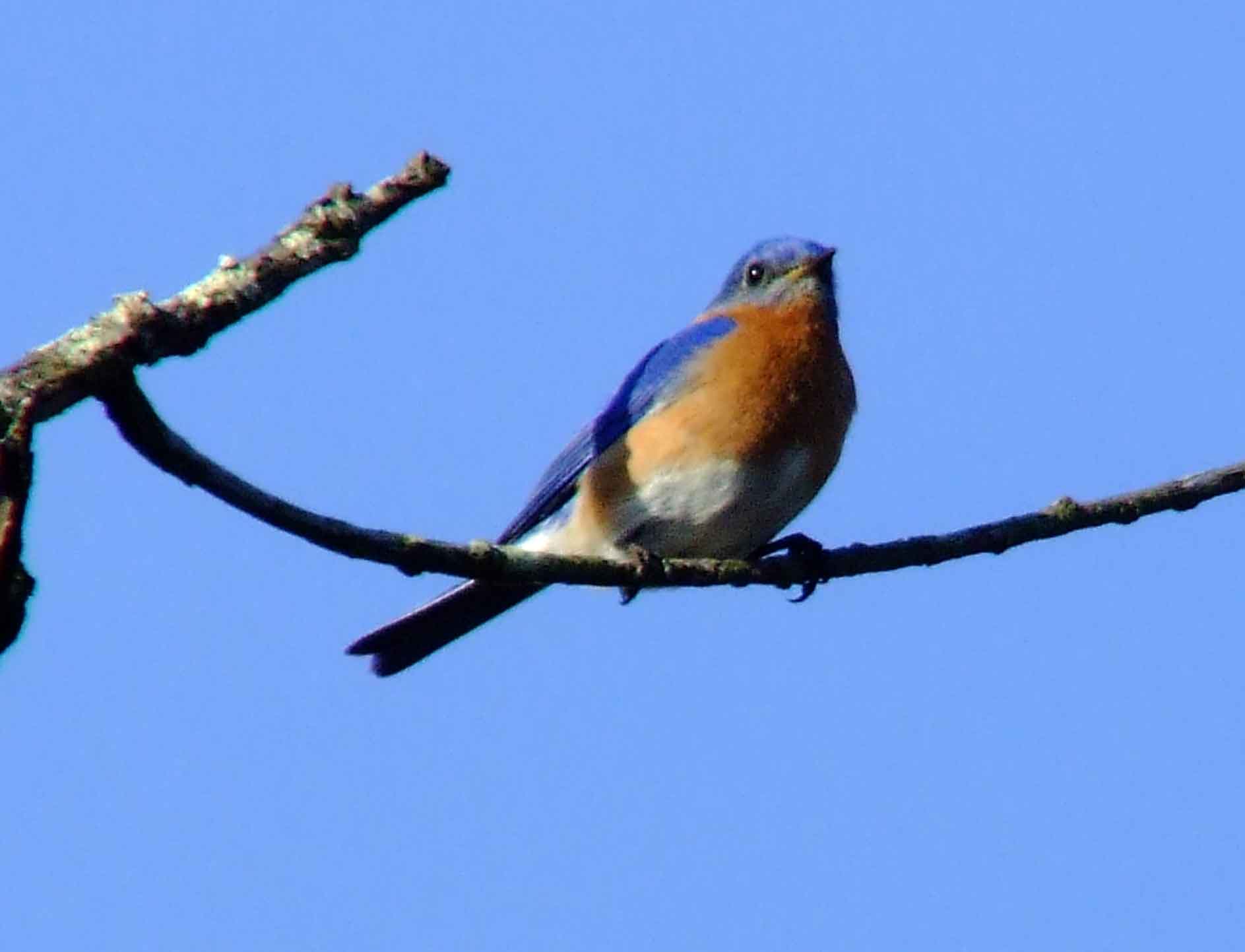 binoculars, bird watching, C&O Canal, camera, Class: Aves, DC, Dick Maley, digiscoping, display, eastern bluebird, Family: Turdidae, focus, Fuji Digital Camera S9600, Genus: Sialia, Google Images, Hughes Hollow, Hunting Quarter Road, in focus, Kingdom: Animalia, Marsh, Maryland, MD, Montgomery County, North America, Order: Passeriformes, photography, photoshop, Phylum: Chordata, Poolesville, Potomac, Potomac Maryland, refractor, resolution, Richard Maley, ritual, river, sharp, Species: S sialis, telephoto, telescope, USA, Washington, Wetlands