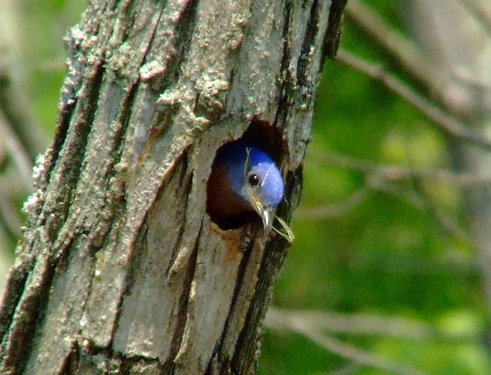 binoculars, bird watching, C&O Canal, camera, Class: Aves, DC, Dick Maley, digiscoping, display, eastern bluebird, Family: Turdidae, focus, Fuji Digital Camera S9600, Genus: Sialia, Google Images, Hughes Hollow, Hunting Quarter Road, in focus, Kingdom: Animalia, Marsh, Maryland, MD, Montgomery County, North America, Order: Passeriformes, photography, photoshop, Phylum: Chordata, Poolesville, Potomac, Potomac Maryland, refractor, resolution, Richard Maley, ritual, river, sharp, Species: S sialis, telephoto, telescope, USA, Washington, Wetlands