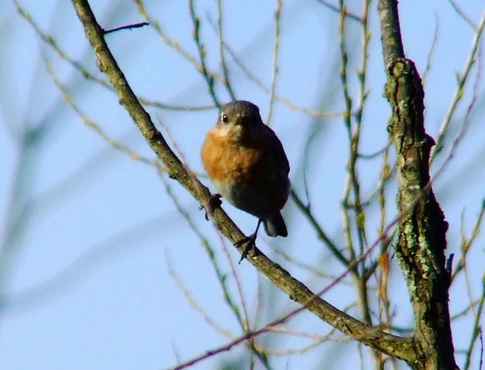 binoculars, bird watching, C&O Canal, camera, Class: Aves, DC, Dick Maley, digiscoping, display, eastern bluebird, Family: Turdidae, focus, Fuji Digital Camera S9600, Genus: Sialia, Google Images, Hughes Hollow, Hunting Quarter Road, in focus, Kingdom: Animalia, Marsh, Maryland, MD, Montgomery County, North America, Order: Passeriformes, photography, photoshop, Phylum: Chordata, Poolesville, Potomac, Potomac Maryland, refractor, resolution, Richard Maley, ritual, river, sharp, Species: S sialis, telephoto, telescope, USA, Washington, Wetlands