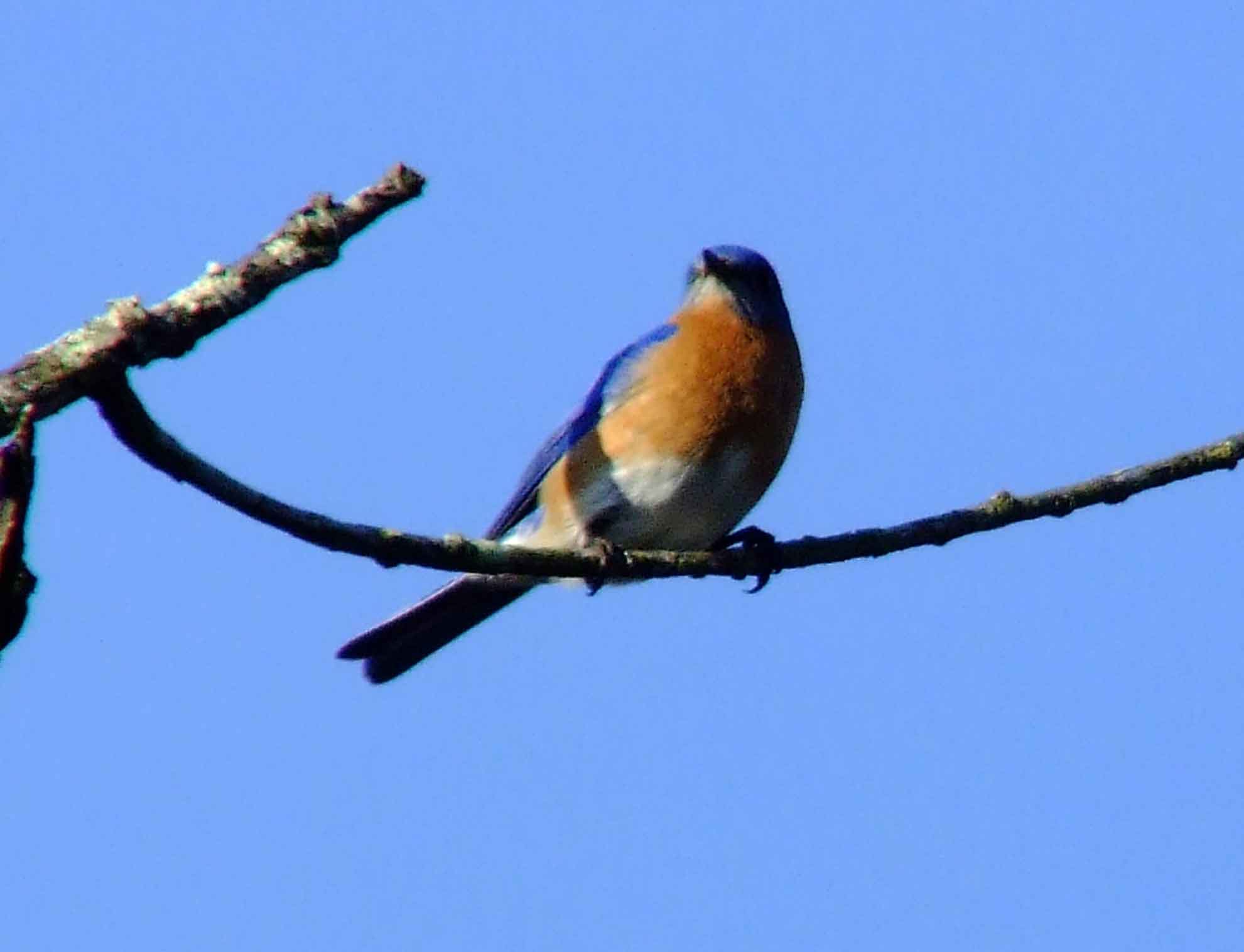 binoculars, bird watching, C&O Canal, camera, Class: Aves, DC, Dick Maley, digiscoping, display, eastern bluebird, Family: Turdidae, focus, Fuji Digital Camera S9600, Genus: Sialia, Google Images, Hughes Hollow, Hunting Quarter Road, in focus, Kingdom: Animalia, Marsh, Maryland, MD, Montgomery County, North America, Order: Passeriformes, photography, photoshop, Phylum: Chordata, Poolesville, Potomac, Potomac Maryland, refractor, resolution, Richard Maley, ritual, river, sharp, Species: S sialis, telephoto, telescope, USA, Washington, Wetlands