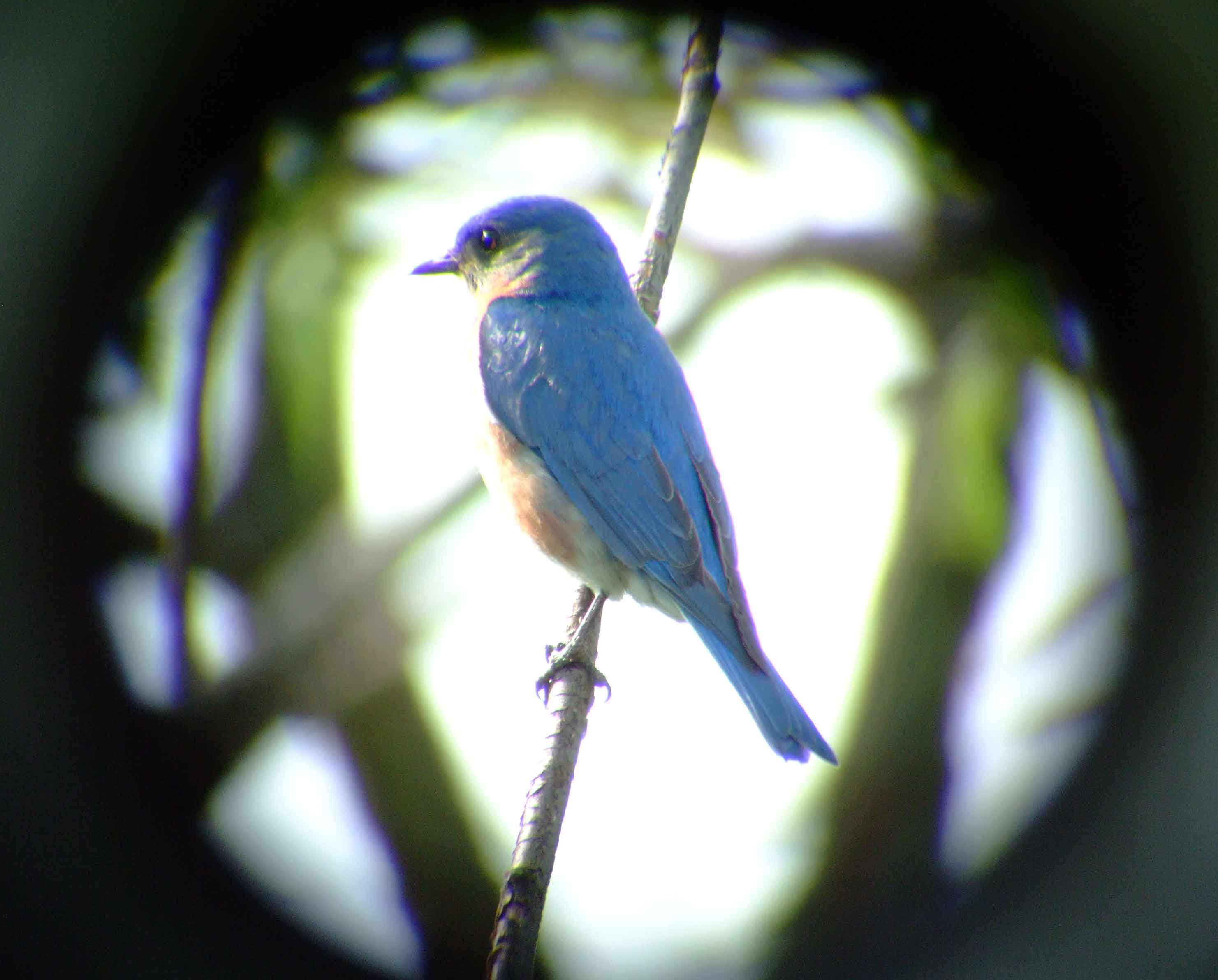 binoculars, bird watching, C&O Canal, camera, Class: Aves, DC, Dick Maley, digiscoping, display, eastern bluebird, Family: Turdidae, focus, Fuji Digital Camera S9600, Genus: Sialia, Google Images, Hughes Hollow, Hunting Quarter Road, in focus, Kingdom: Animalia, Marsh, Maryland, MD, Montgomery County, North America, Order: Passeriformes, photography, photoshop, Phylum: Chordata, Poolesville, Potomac, Potomac Maryland, refractor, resolution, Richard Maley, ritual, river, sharp, Species: S sialis, telephoto, telescope, USA, Washington, Wetlands