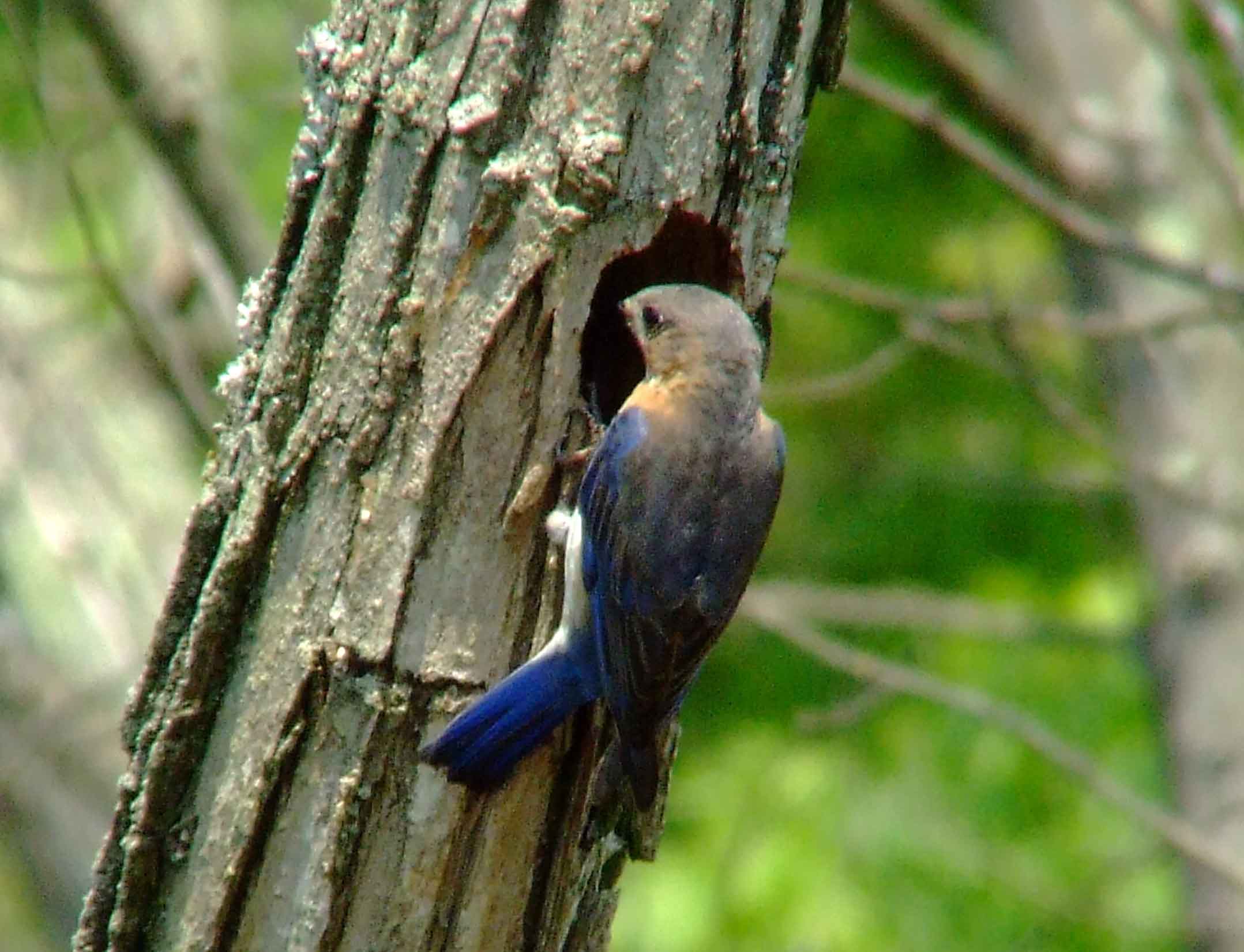 binoculars, bird watching, C&O Canal, camera, Class: Aves, DC, Dick Maley, digiscoping, display, eastern bluebird, Family: Turdidae, focus, Fuji Digital Camera S9600, Genus: Sialia, Google Images, Hughes Hollow, Hunting Quarter Road, in focus, Kingdom: Animalia, Marsh, Maryland, MD, Montgomery County, North America, Order: Passeriformes, photography, photoshop, Phylum: Chordata, Poolesville, Potomac, Potomac Maryland, refractor, resolution, Richard Maley, ritual, river, sharp, Species: S sialis, telephoto, telescope, USA, Washington, Wetlands