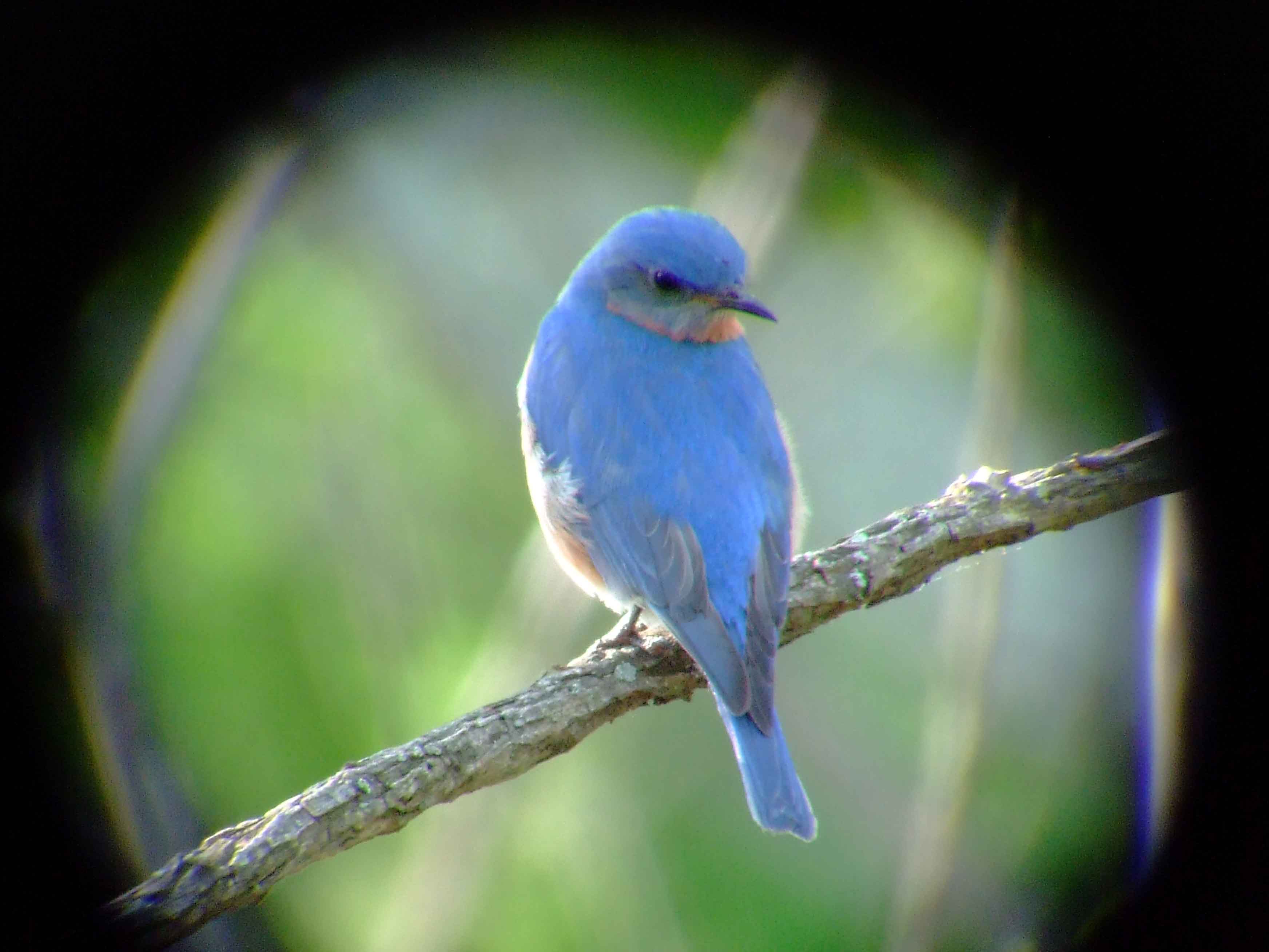 binoculars, bird watching, C&O Canal, camera, Class: Aves, DC, Dick Maley, digiscoping, display, eastern bluebird, Family: Turdidae, focus, Fuji Digital Camera S9600, Genus: Sialia, Google Images, Hughes Hollow, Hunting Quarter Road, in focus, Kingdom: Animalia, Marsh, Maryland, MD, Montgomery County, North America, Order: Passeriformes, photography, photoshop, Phylum: Chordata, Poolesville, Potomac, Potomac Maryland, refractor, resolution, Richard Maley, ritual, river, sharp, Species: S sialis, telephoto, telescope, USA, Washington, Wetlands