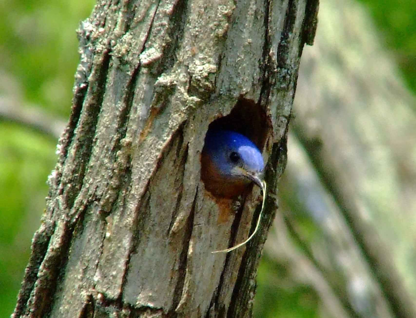 binoculars, bird watching, C&O Canal, camera, Class: Aves, DC, Dick Maley, digiscoping, display, eastern bluebird, Family: Turdidae, focus, Fuji Digital Camera S9600, Genus: Sialia, Google Images, Hughes Hollow, Hunting Quarter Road, in focus, Kingdom: Animalia, Marsh, Maryland, MD, Montgomery County, North America, Order: Passeriformes, photography, photoshop, Phylum: Chordata, Poolesville, Potomac, Potomac Maryland, refractor, resolution, Richard Maley, ritual, river, sharp, Species: S sialis, telephoto, telescope, USA, Washington, Wetlands