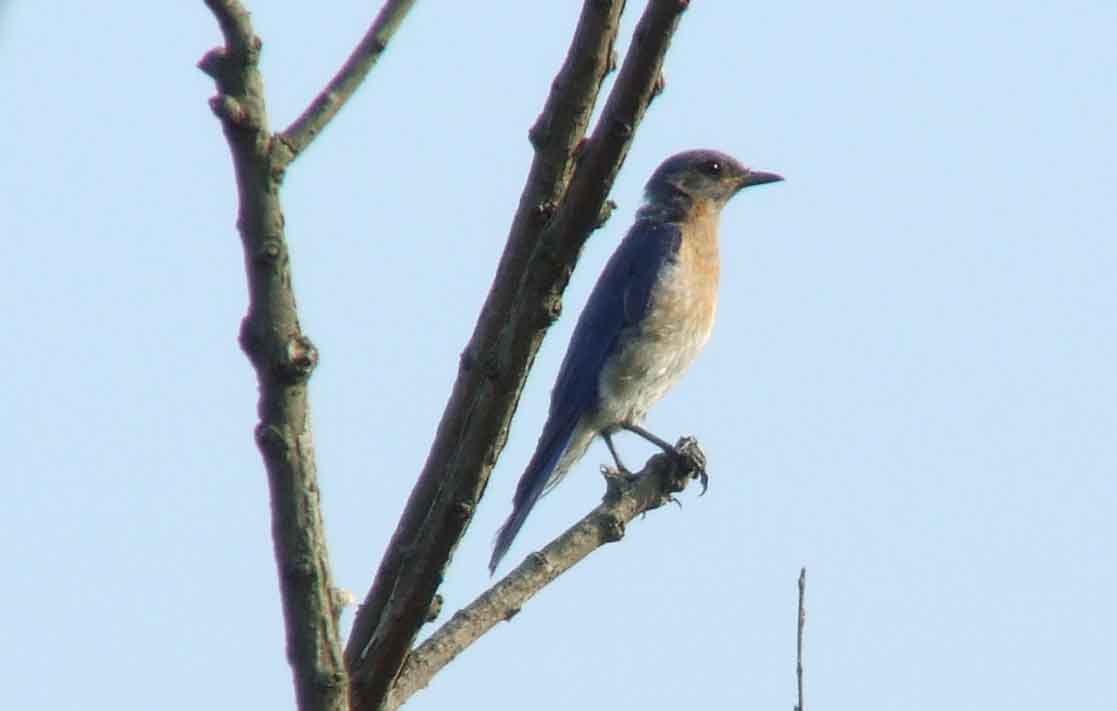 binoculars, bird watching, C&O Canal, camera, Class: Aves, DC, Dick Maley, digiscoping, display, eastern bluebird, Family: Turdidae, focus, Fuji Digital Camera S9600, Genus: Sialia, Google Images, Hughes Hollow, Hunting Quarter Road, in focus, Kingdom: Animalia, Marsh, Maryland, MD, Montgomery County, North America, Order: Passeriformes, photography, photoshop, Phylum: Chordata, Poolesville, Potomac, Potomac Maryland, refractor, resolution, Richard Maley, ritual, river, sharp, Species: S sialis, telephoto, telescope, USA, Washington, Wetlands