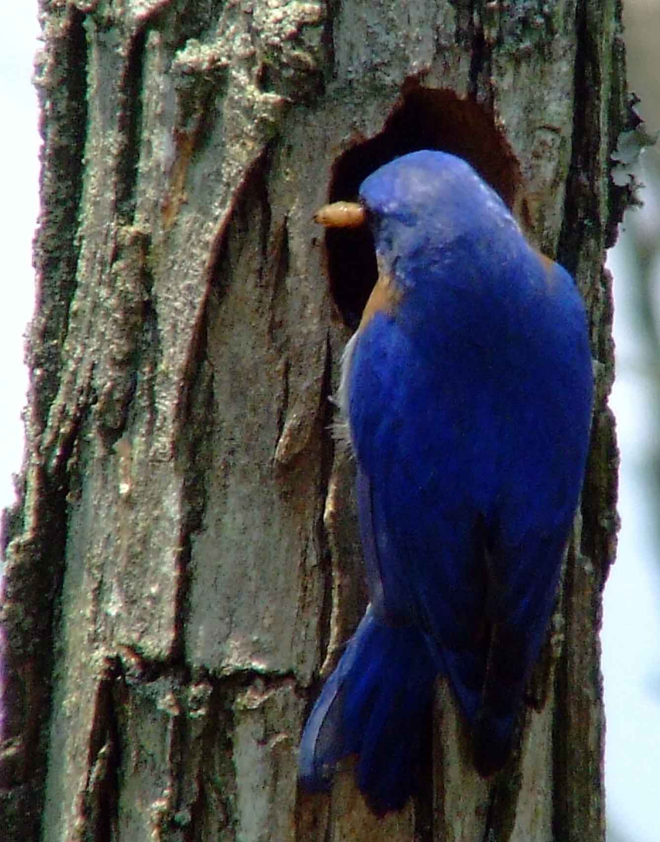 binoculars, bird watching, C&O Canal, camera, Class: Aves, DC, Dick Maley, digiscoping, display, eastern bluebird, Family: Turdidae, focus, Fuji Digital Camera S9600, Genus: Sialia, Google Images, Hughes Hollow, Hunting Quarter Road, in focus, Kingdom: Animalia, Marsh, Maryland, MD, Montgomery County, North America, Order: Passeriformes, photography, photoshop, Phylum: Chordata, Poolesville, Potomac, Potomac Maryland, refractor, resolution, Richard Maley, ritual, river, sharp, Species: S sialis, telephoto, telescope, USA, Washington, Wetlands