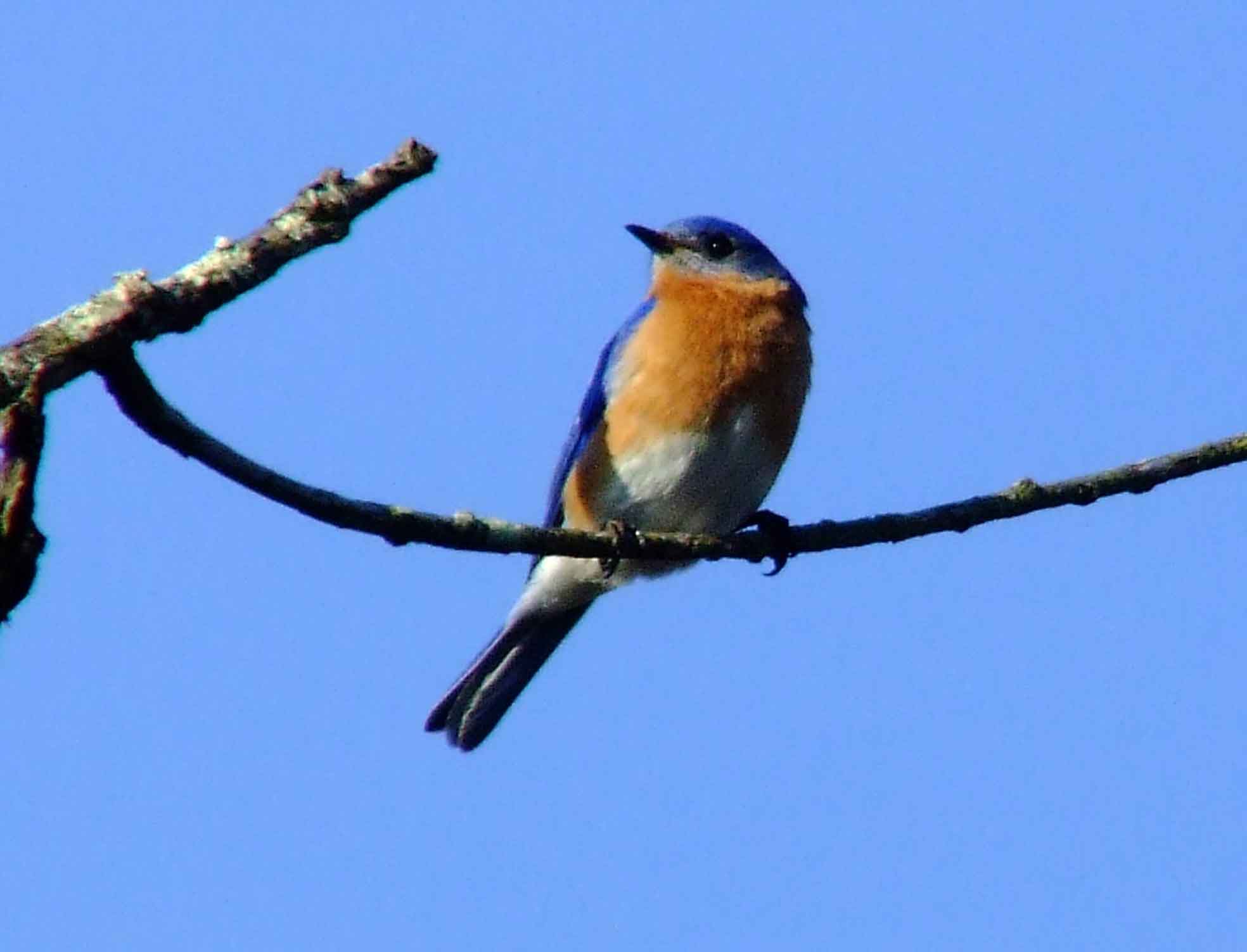 binoculars, bird watching, C&O Canal, camera, Class: Aves, DC, Dick Maley, digiscoping, display, eastern bluebird, Family: Turdidae, focus, Fuji Digital Camera S9600, Genus: Sialia, Google Images, Hughes Hollow, Hunting Quarter Road, in focus, Kingdom: Animalia, Marsh, Maryland, MD, Montgomery County, North America, Order: Passeriformes, photography, photoshop, Phylum: Chordata, Poolesville, Potomac, Potomac Maryland, refractor, resolution, Richard Maley, ritual, river, sharp, Species: S sialis, telephoto, telescope, USA, Washington, Wetlands