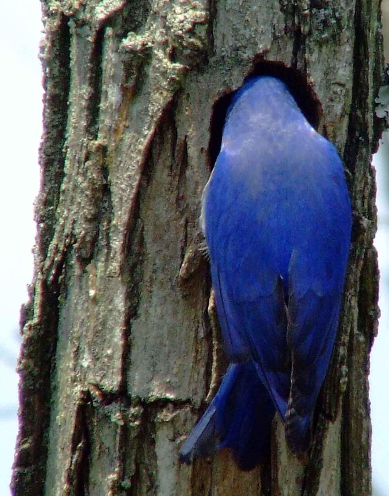 binoculars, bird watching, C&O Canal, camera, Class: Aves, DC, Dick Maley, digiscoping, display, eastern bluebird, Family: Turdidae, focus, Fuji Digital Camera S9600, Genus: Sialia, Google Images, Hughes Hollow, Hunting Quarter Road, in focus, Kingdom: Animalia, Marsh, Maryland, MD, Montgomery County, North America, Order: Passeriformes, photography, photoshop, Phylum: Chordata, Poolesville, Potomac, Potomac Maryland, refractor, resolution, Richard Maley, ritual, river, sharp, Species: S sialis, telephoto, telescope, USA, Washington, Wetlands