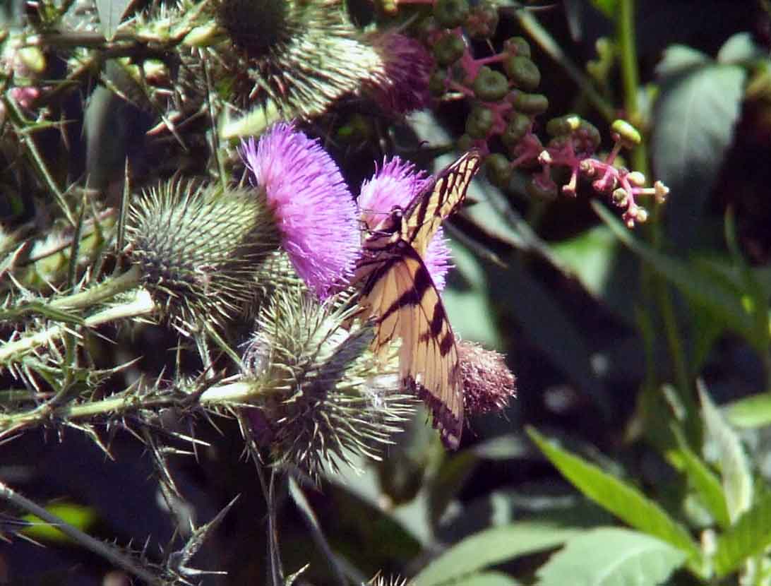 bird watching, Butterflies, C&O Canal, camera, DC, Dick Maley, display, Fuji Digital Camera S9600, Google Images, Hughes Hollow, Hunting Quarter Road, Marsh, Maryland, mating, MD, Montgomery County, North America, photography, Poolesville, Potomac, Richard Maley, river, USA, Washington, Wetlands