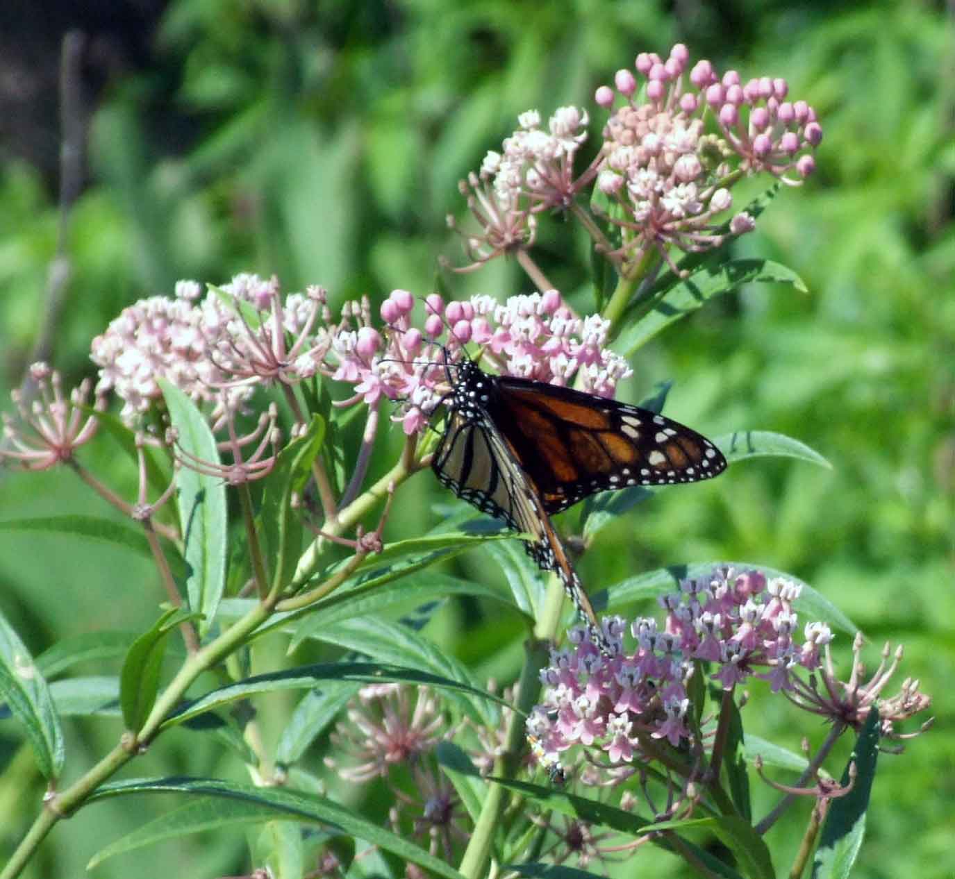 bird watching, Butterflies, C&O Canal, camera, DC, Dick Maley, display, Fuji Digital Camera S9600, Google Images, Hughes Hollow, Hunting Quarter Road, Marsh, Maryland, mating, MD, Montgomery County, North America, photography, Poolesville, Potomac, Richard Maley, river, USA, Washington, Wetlands