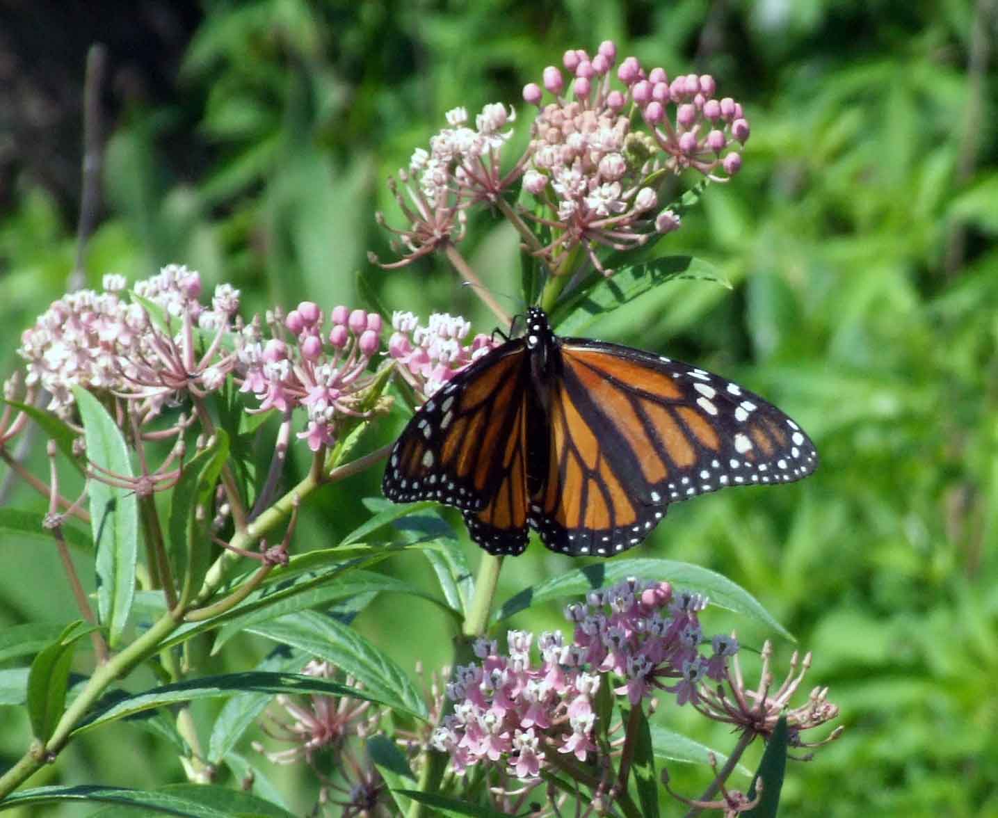 bird watching, Butterflies, C&O Canal, camera, DC, Dick Maley, display, Fuji Digital Camera S9600, Google Images, Hughes Hollow, Hunting Quarter Road, Marsh, Maryland, mating, MD, Montgomery County, North America, photography, Poolesville, Potomac, Richard Maley, river, USA, Washington, Wetlands