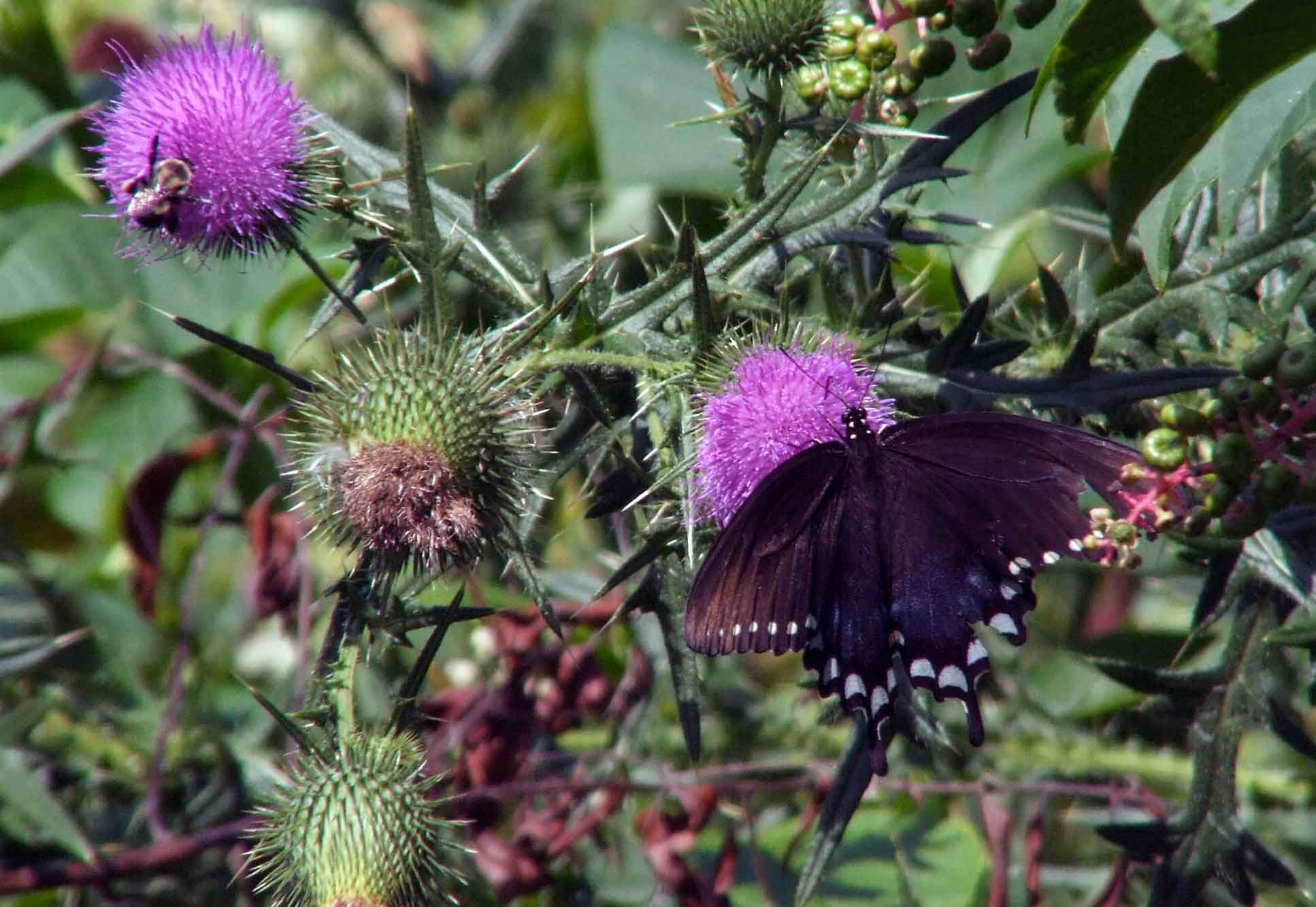 bird watching, Butterflies, C&O Canal, camera, DC, Dick Maley, display, Fuji Digital Camera S9600, Google Images, Hughes Hollow, Hunting Quarter Road, Marsh, Maryland, mating, MD, Montgomery County, North America, photography, Poolesville, Potomac, Richard Maley, river, USA, Washington, Wetlands