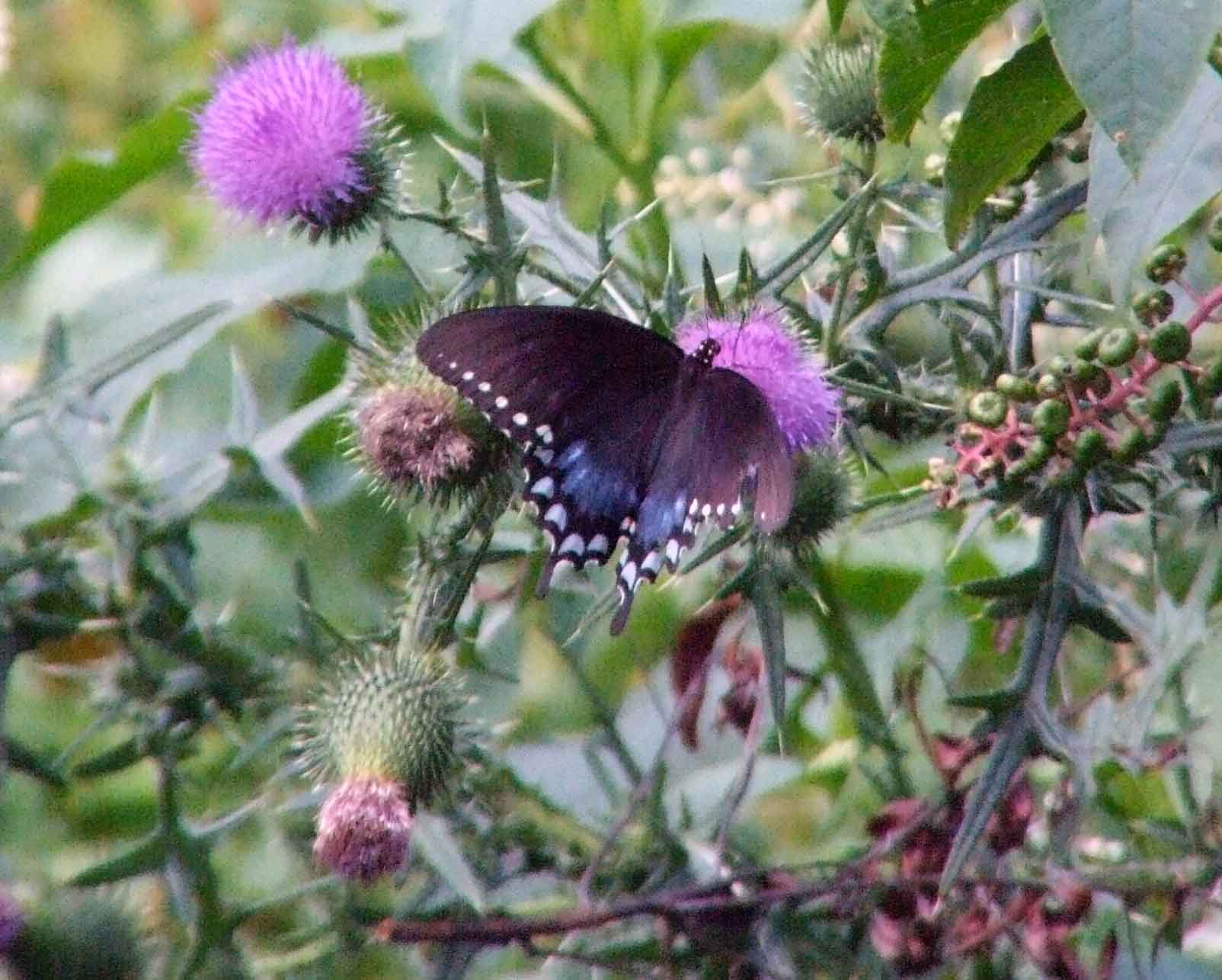 bird watching, Butterflies, C&O Canal, camera, DC, Dick Maley, display, Fuji Digital Camera S9600, Google Images, Hughes Hollow, Hunting Quarter Road, Marsh, Maryland, mating, MD, Montgomery County, North America, photography, Poolesville, Potomac, Richard Maley, river, USA, Washington, Wetlands