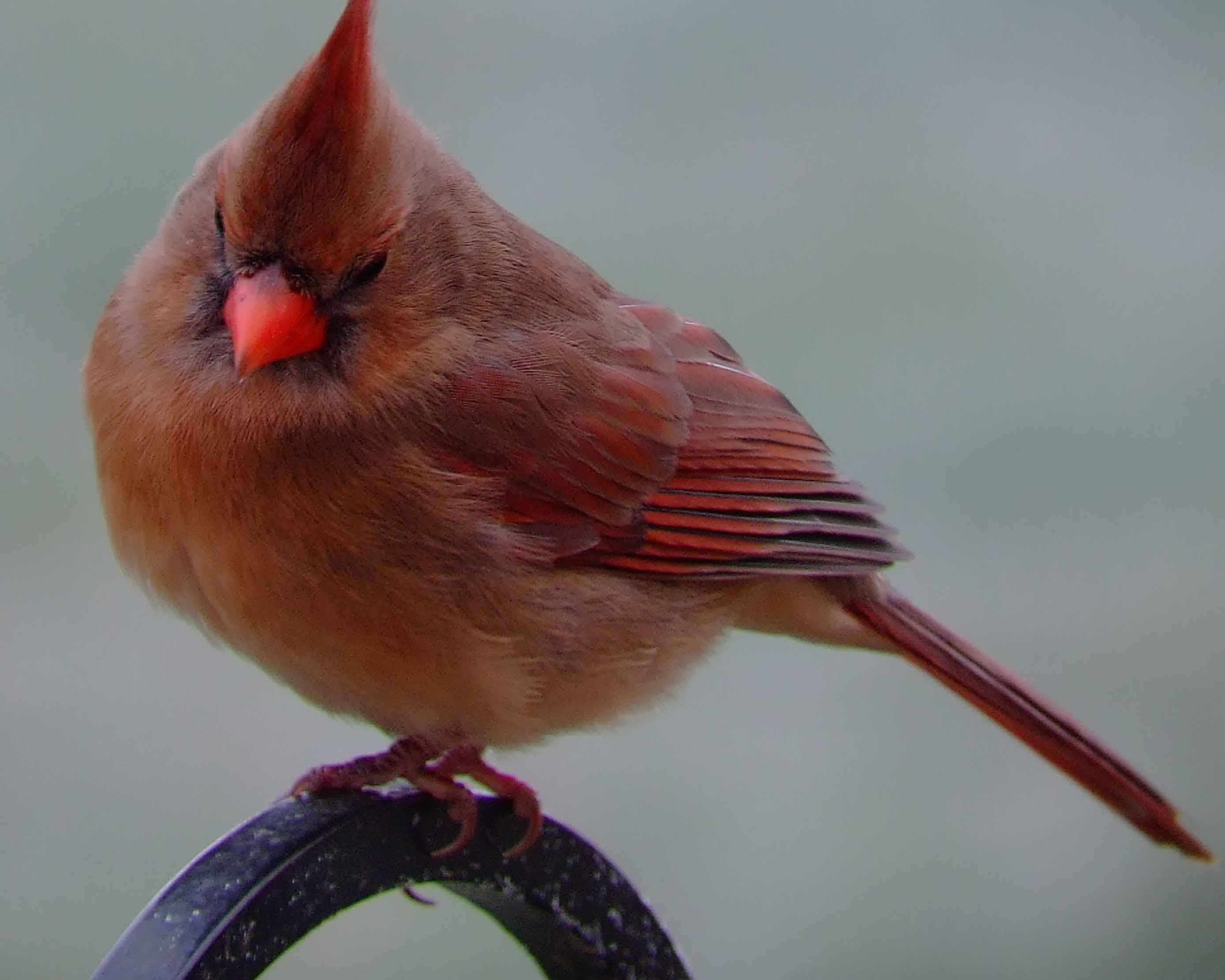 bird watching, black mask, C&O Canal, Cardinalis cardinalis, Class: Aves, crest, DC, Dick Maley, display, Family: Cardinalidae, Fuji Digital Camera S9600, Genus: Cardinalis, Google Images, Hughes Hollow, Hunting Quarter Road, Kingdom: Animalia, Marsh, Maryland, MD, Montgomery County, North America, Northern Cardinal, Order: Passeriformes, photography, Phylum: Chordata, Poolesville, Potomac, Redbird, Richard Maley, river, Species: C cardinalis, USA, Virginia nightingale, Washington, Wetlands