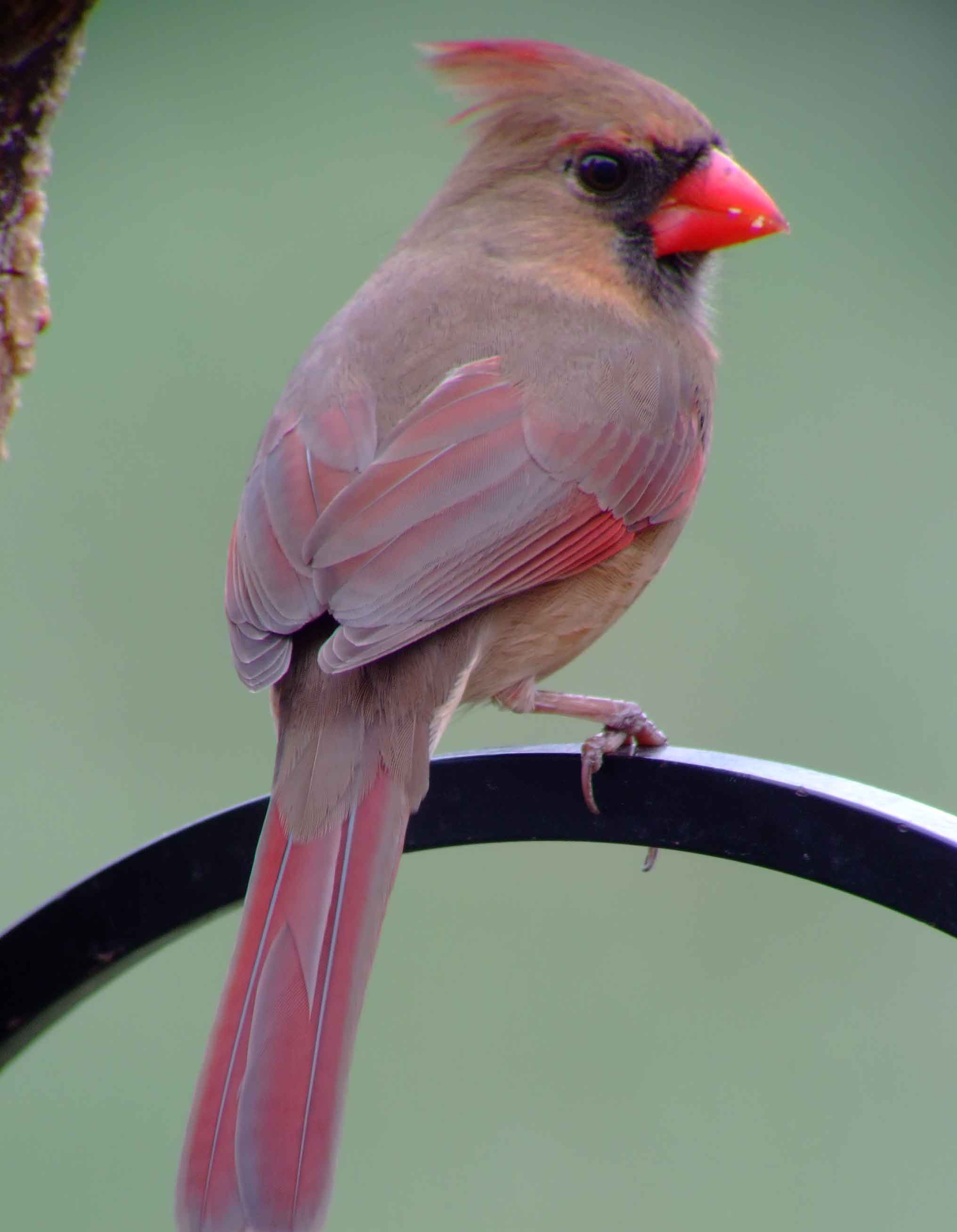 bird watching, black mask, C&O Canal, Cardinalis cardinalis, Class: Aves, crest, DC, Dick Maley, display, Family: Cardinalidae, Fuji Digital Camera S9600, Genus: Cardinalis, Google Images, Hughes Hollow, Hunting Quarter Road, Kingdom: Animalia, Marsh, Maryland, MD, Montgomery County, North America, Northern Cardinal, Order: Passeriformes, photography, Phylum: Chordata, Poolesville, Potomac, Redbird, Richard Maley, river, Species: C cardinalis, USA, Virginia nightingale, Washington, Wetlands