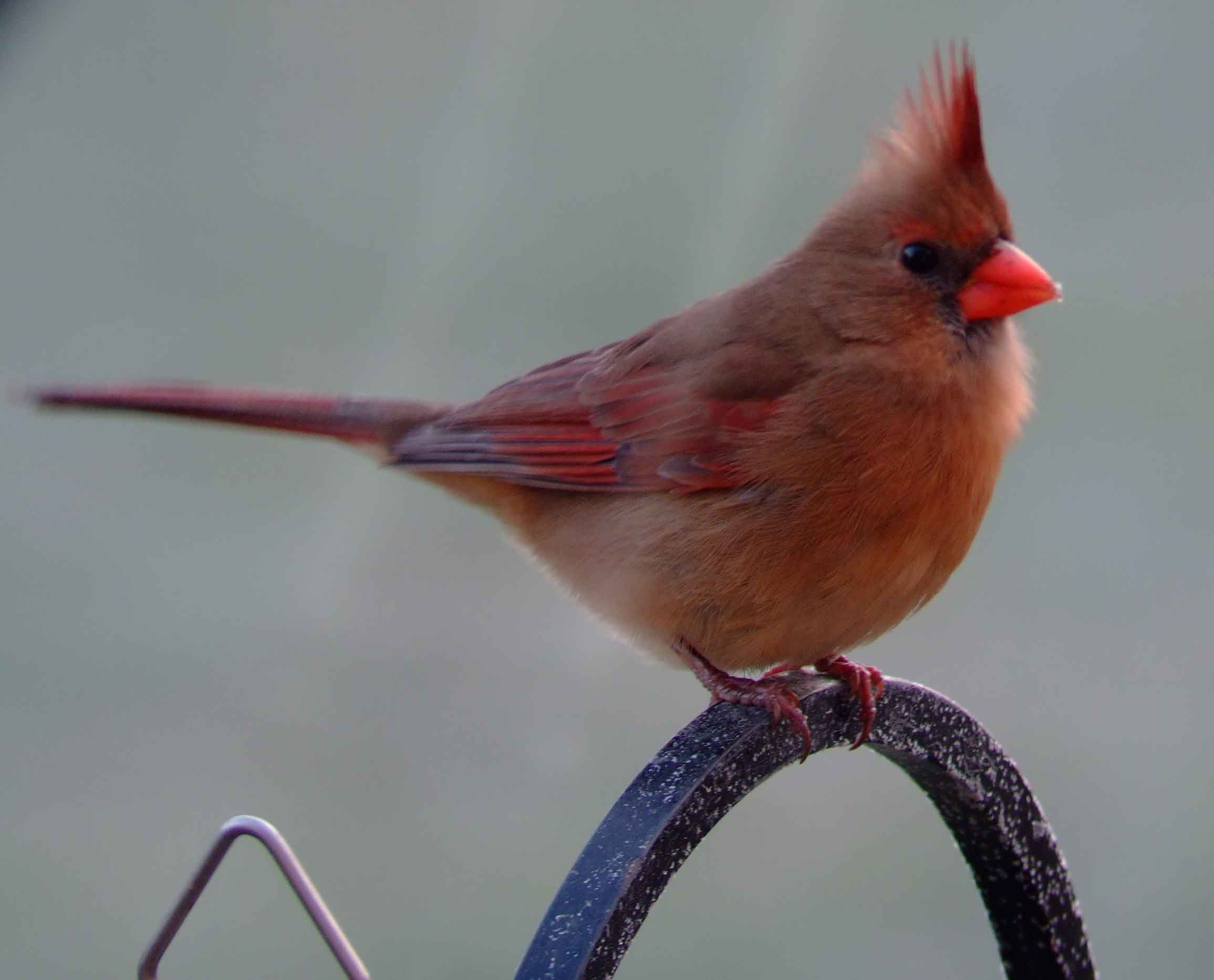 bird watching, black mask, C&O Canal, Cardinalis cardinalis, Class: Aves, crest, DC, Dick Maley, display, Family: Cardinalidae, Fuji Digital Camera S9600, Genus: Cardinalis, Google Images, Hughes Hollow, Hunting Quarter Road, Kingdom: Animalia, Marsh, Maryland, MD, Montgomery County, North America, Northern Cardinal, Order: Passeriformes, photography, Phylum: Chordata, Poolesville, Potomac, Redbird, Richard Maley, river, Species: C cardinalis, USA, Virginia nightingale, Washington, Wetlands