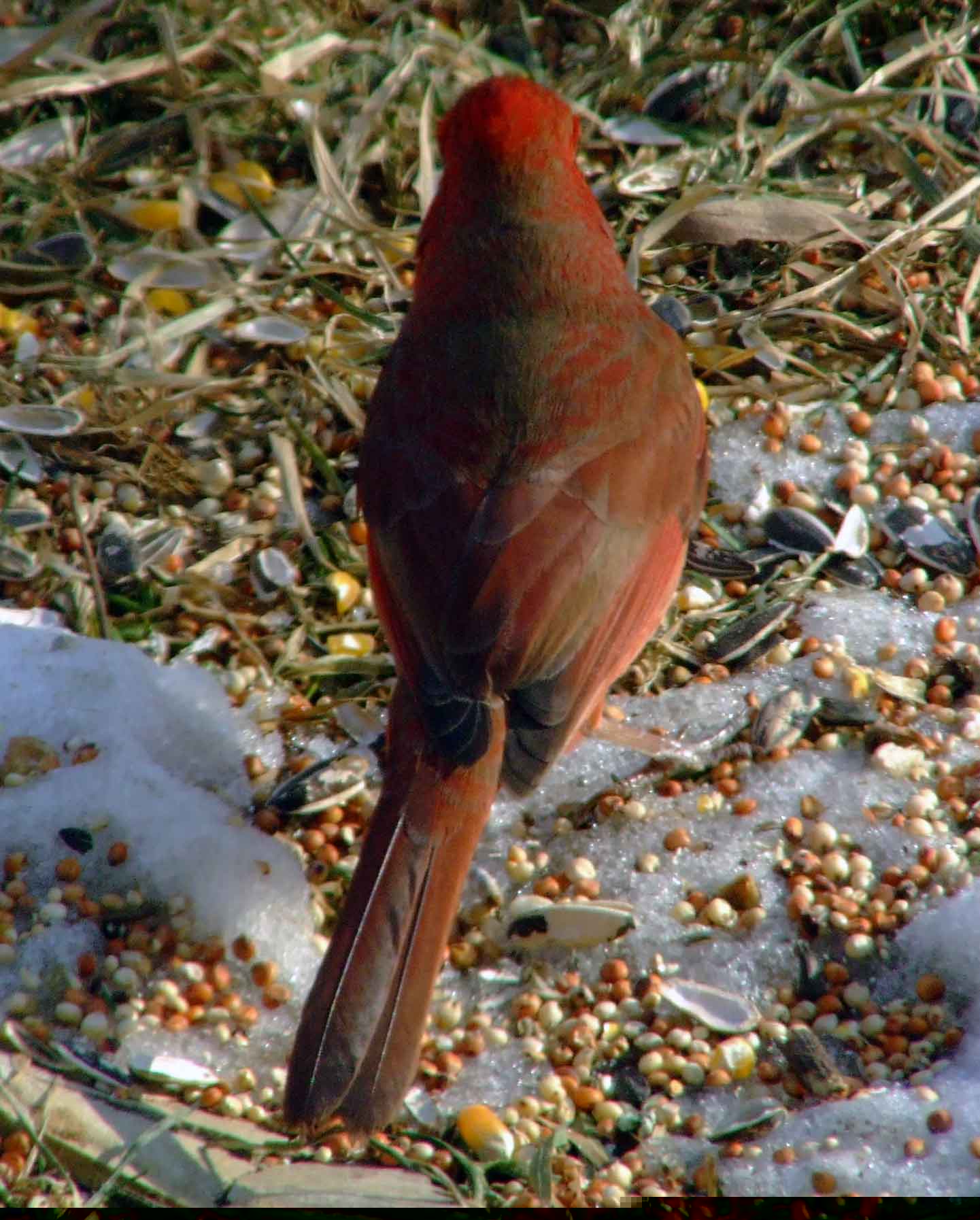 bird watching, black mask, C&O Canal, Cardinalis cardinalis, Class: Aves, crest, DC, Dick Maley, display, Family: Cardinalidae, Fuji Digital Camera S9600, Genus: Cardinalis, Google Images, Hughes Hollow, Hunting Quarter Road, Kingdom: Animalia, Marsh, Maryland, MD, Montgomery County, North America, Northern Cardinal, Order: Passeriformes, photography, Phylum: Chordata, Poolesville, Potomac, Redbird, Richard Maley, river, Species: C cardinalis, USA, Virginia nightingale, Washington, Wetlands