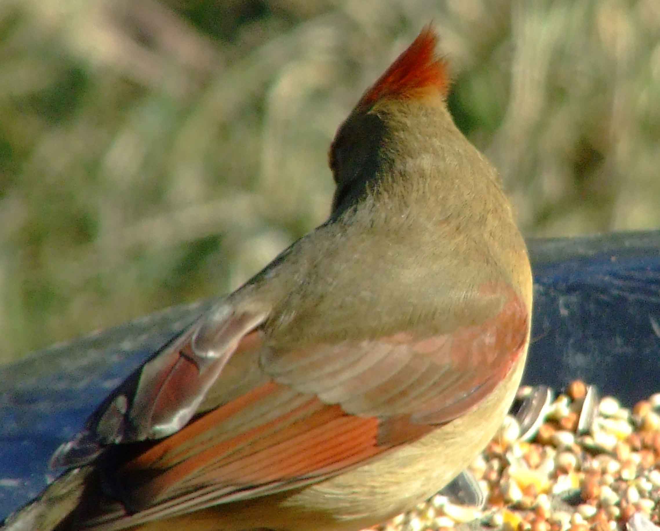 bird watching, black mask, C&O Canal, Cardinalis cardinalis, Class: Aves, crest, DC, Dick Maley, display, Family: Cardinalidae, Fuji Digital Camera S9600, Genus: Cardinalis, Google Images, Hughes Hollow, Hunting Quarter Road, Kingdom: Animalia, Marsh, Maryland, MD, Montgomery County, North America, Northern Cardinal, Order: Passeriformes, photography, Phylum: Chordata, Poolesville, Potomac, Redbird, Richard Maley, river, Species: C cardinalis, USA, Virginia nightingale, Washington, Wetlands