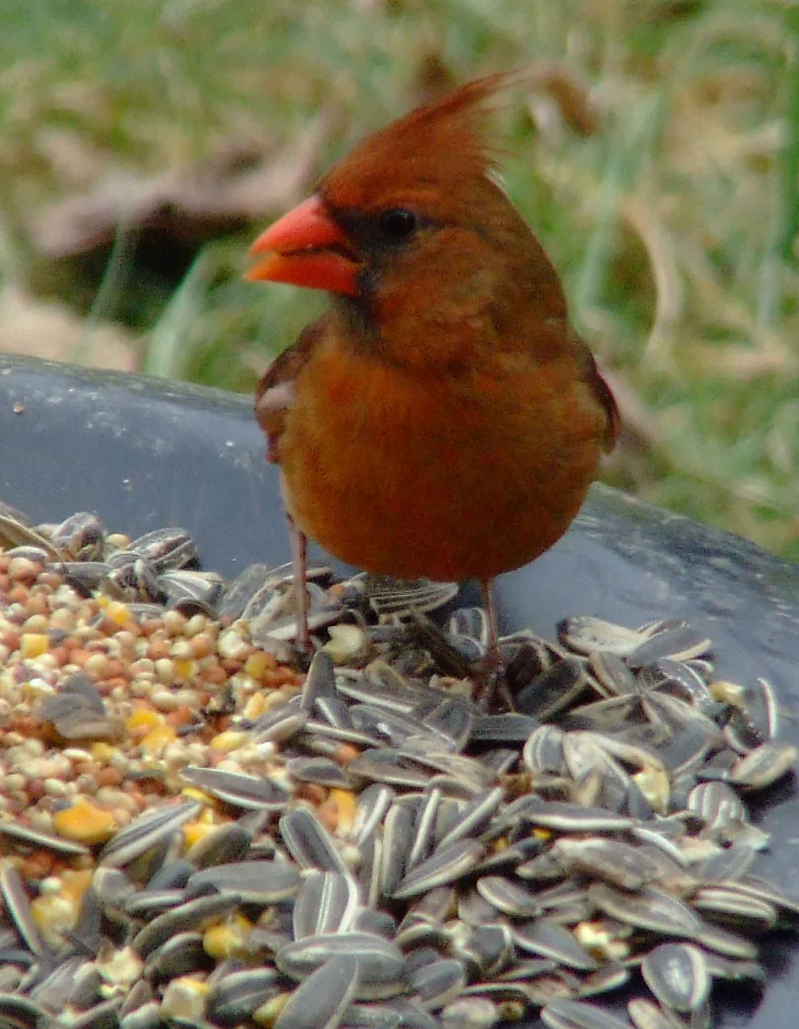 bird watching, black mask, C&O Canal, Cardinalis cardinalis, Class: Aves, crest, DC, Dick Maley, display, Family: Cardinalidae, Fuji Digital Camera S9600, Genus: Cardinalis, Google Images, Hughes Hollow, Hunting Quarter Road, Kingdom: Animalia, Marsh, Maryland, MD, Montgomery County, North America, Northern Cardinal, Order: Passeriformes, photography, Phylum: Chordata, Poolesville, Potomac, Redbird, Richard Maley, river, Species: C cardinalis, USA, Virginia nightingale, Washington, Wetlands