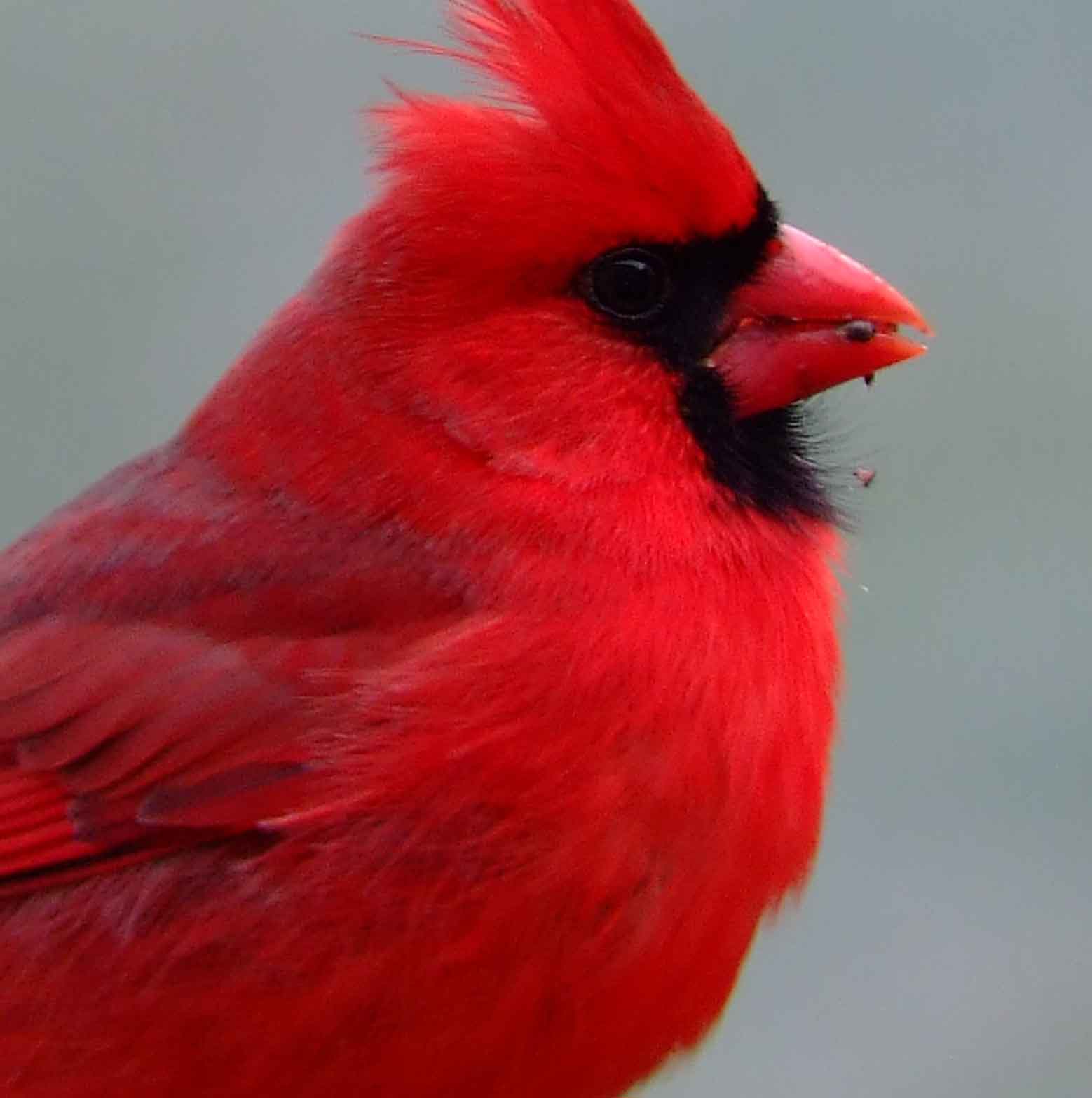 bird watching, black mask, C&O Canal, Cardinalis cardinalis, Class: Aves, crest, DC, Dick Maley, display, Family: Cardinalidae, Fuji Digital Camera S9600, Genus: Cardinalis, Google Images, Hughes Hollow, Hunting Quarter Road, Kingdom: Animalia, Marsh, Maryland, MD, Montgomery County, North America, Northern Cardinal, Order: Passeriformes, photography, Phylum: Chordata, Poolesville, Potomac, Redbird, Richard Maley, river, Species: C cardinalis, USA, Virginia nightingale, Washington, Wetlands