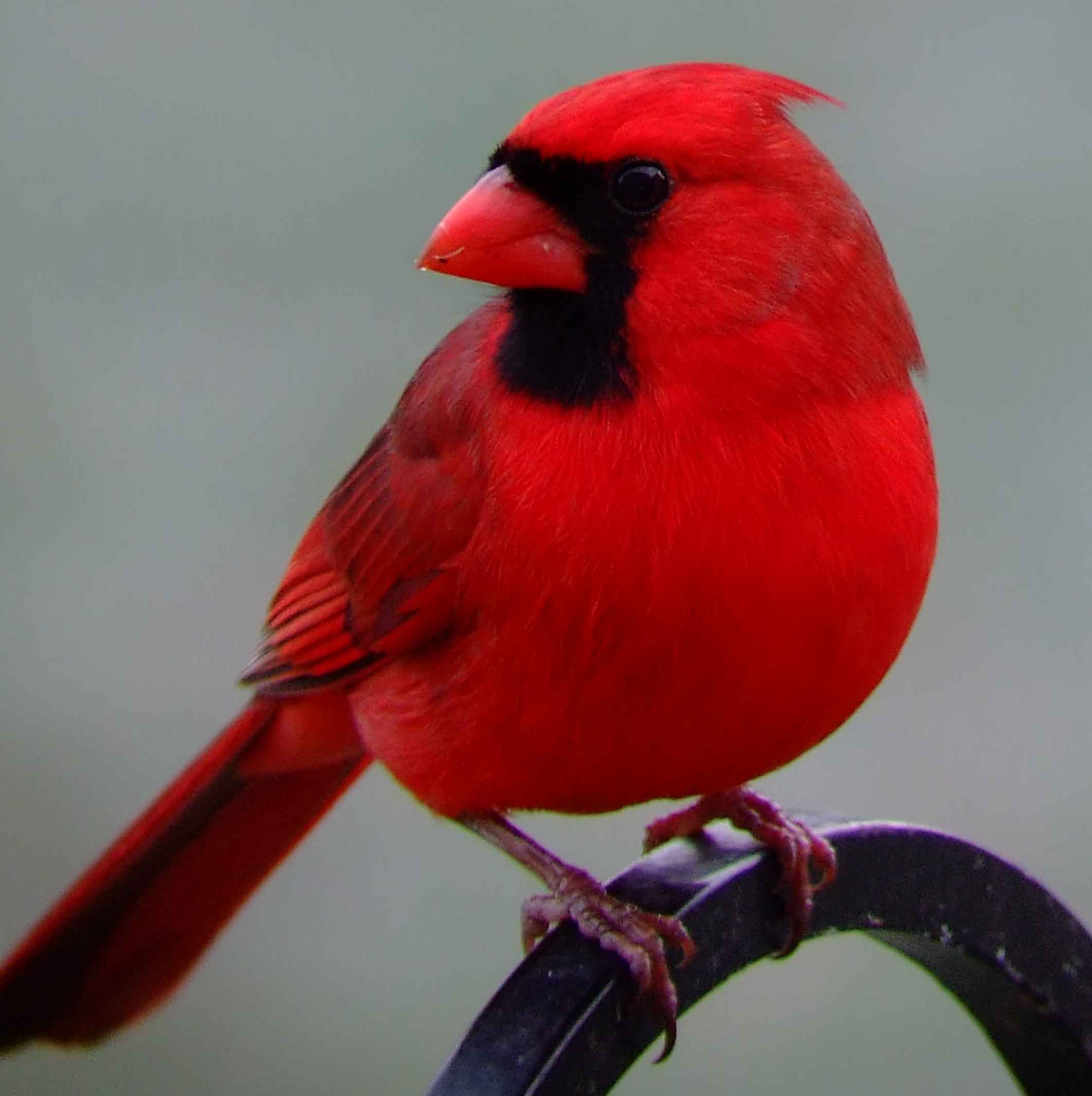 bird watching, black mask, C&O Canal, Cardinalis cardinalis, Class: Aves, crest, DC, Dick Maley, display, Family: Cardinalidae, Fuji Digital Camera S9600, Genus: Cardinalis, Google Images, Hughes Hollow, Hunting Quarter Road, Kingdom: Animalia, Marsh, Maryland, MD, Montgomery County, North America, Northern Cardinal, Order: Passeriformes, photography, Phylum: Chordata, Poolesville, Potomac, Redbird, Richard Maley, river, Species: C cardinalis, USA, Virginia nightingale, Washington, Wetlands