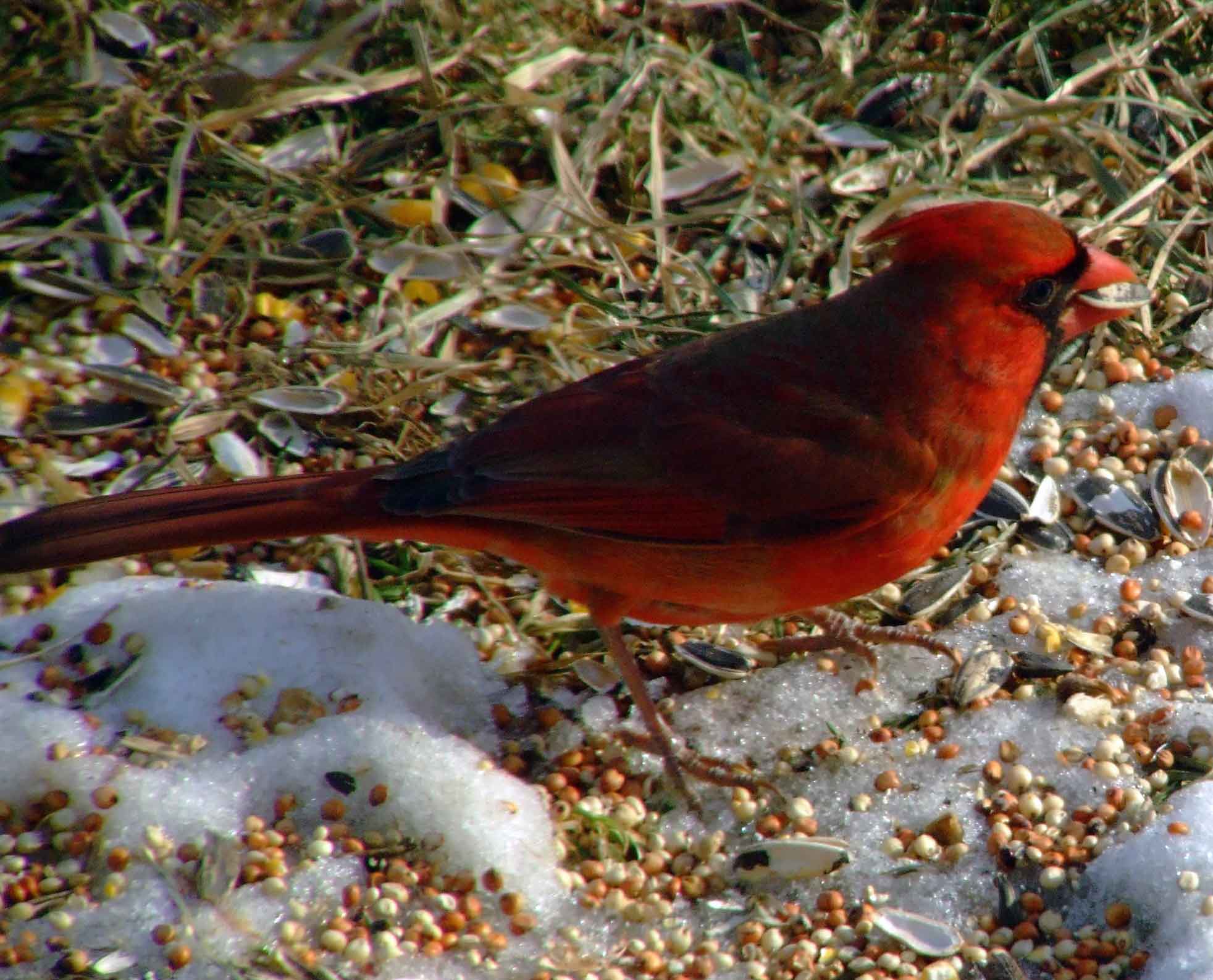 bird watching, black mask, C&O Canal, Cardinalis cardinalis, Class: Aves, crest, DC, Dick Maley, display, Family: Cardinalidae, Fuji Digital Camera S9600, Genus: Cardinalis, Google Images, Hughes Hollow, Hunting Quarter Road, Kingdom: Animalia, Marsh, Maryland, MD, Montgomery County, North America, Northern Cardinal, Order: Passeriformes, photography, Phylum: Chordata, Poolesville, Potomac, Redbird, Richard Maley, river, Species: C cardinalis, USA, Virginia nightingale, Washington, Wetlands