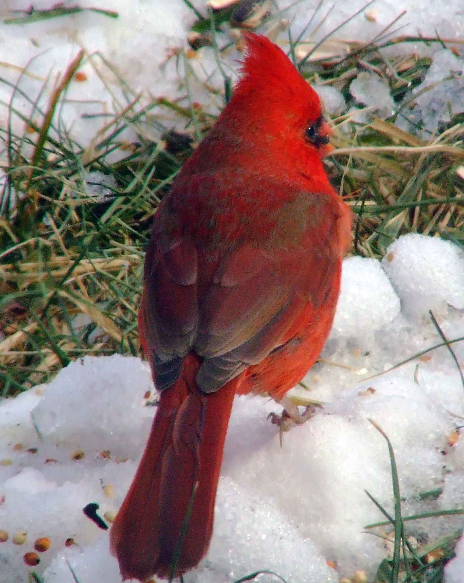 bird watching, black mask, C&O Canal, Cardinalis cardinalis, Class: Aves, crest, DC, Dick Maley, display, Family: Cardinalidae, Fuji Digital Camera S9600, Genus: Cardinalis, Google Images, Hughes Hollow, Hunting Quarter Road, Kingdom: Animalia, Marsh, Maryland, MD, Montgomery County, North America, Northern Cardinal, Order: Passeriformes, photography, Phylum: Chordata, Poolesville, Potomac, Redbird, Richard Maley, river, Species: C cardinalis, USA, Virginia nightingale, Washington, Wetlands