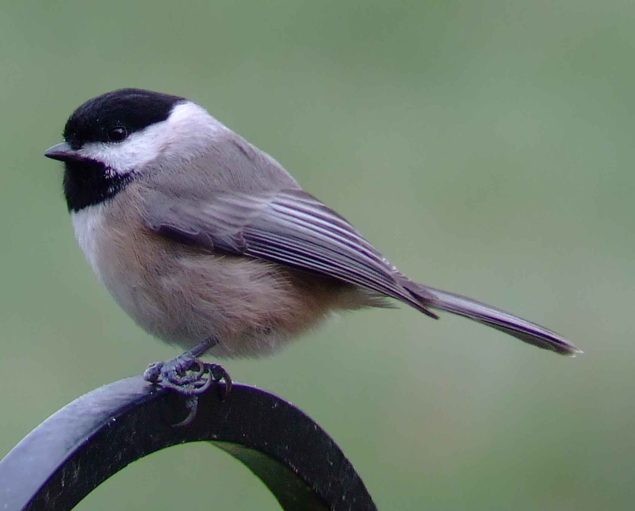 binoculars, bird watching, black bib, black cap, C&O Canal, camera, Carolina Chickadee, Class:Aves, DC, Dick Maley, digiscoping, display, Family: Paridae, focus, Fuji Digital Camera S9600, Genus: Poecile, Google Images, Hughes Hollow, Hunting Quarter Road, in focus, Kingdom:Animalia, Marsh, Maryland, mating, MD, Montgomery County, North America, Order:Passeriformes, photography, photoshop, Phylum: Chordata, Poecile carolinensis, Poolesville, Potomac, Potomac Maryland, refractor, resolution, Richard Maley, ritual, river, sharp, Species: P carolinensis, telephoto, telescope, tit family, USA, Washington, Wetlands, white sides to the face