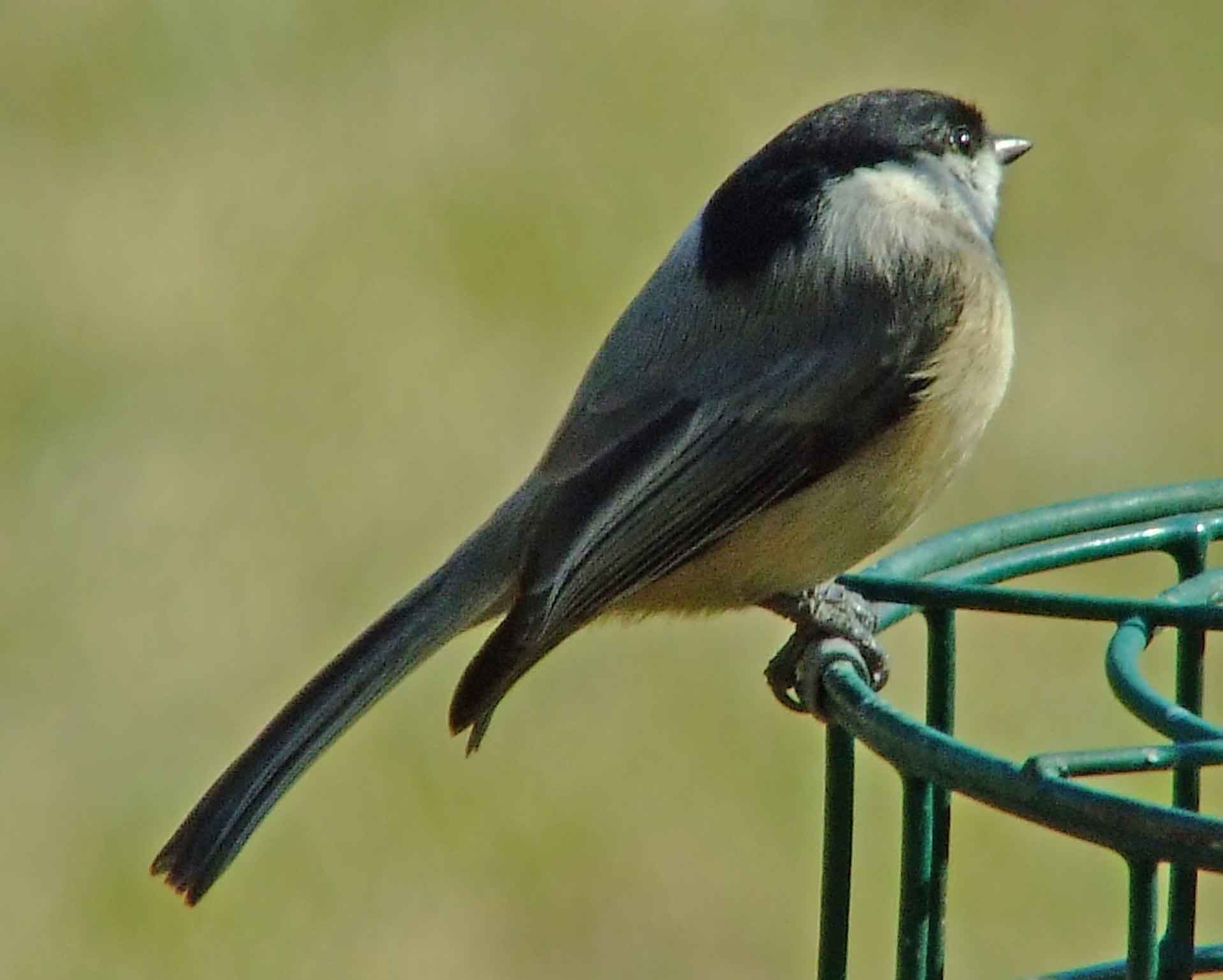 binoculars, bird watching, black bib, black cap, C&O Canal, camera, Carolina Chickadee, Class:Aves, DC, Dick Maley, digiscoping, display, Family: Paridae, focus, Fuji Digital Camera S9600, Genus: Poecile, Google Images, Hughes Hollow, Hunting Quarter Road, in focus, Kingdom:Animalia, Marsh, Maryland, mating, MD, Montgomery County, North America, Order:Passeriformes, photography, photoshop, Phylum: Chordata, Poecile carolinensis, Poolesville, Potomac, Potomac Maryland, refractor, resolution, Richard Maley, ritual, river, sharp, Species: P carolinensis, telephoto, telescope, tit family, USA, Washington, Wetlands, white sides to the face