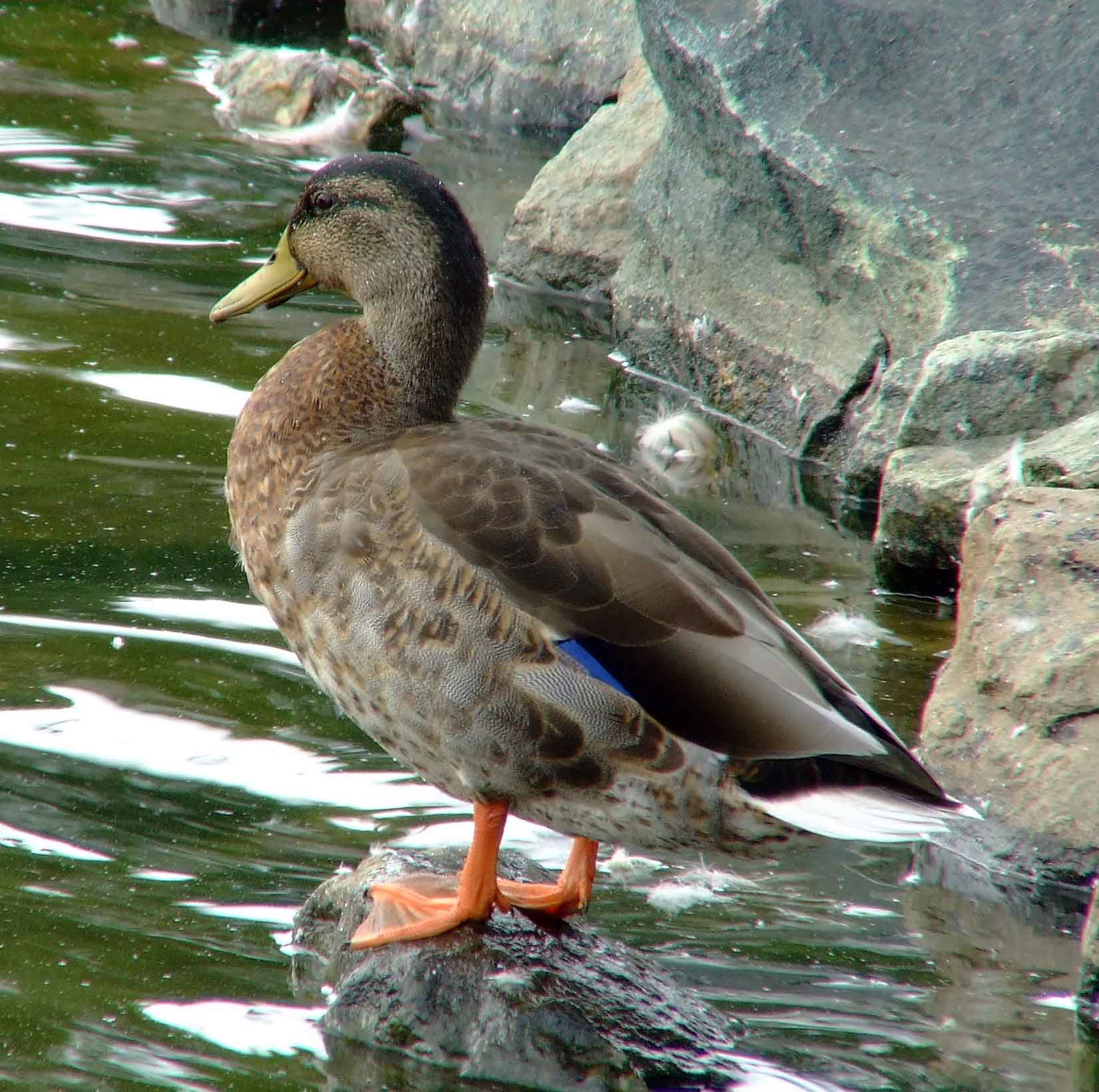 Anas platyrhynchos, bird watching, C and O Canal, Class: Aves, dabbling duck, DC, Dick Maley, display, Duck, Family: Anatidae, Fuji Digital Camera S9600, Genus: Anas, Google Images, Hughes Hollow, Hunting Quarter Road, Kingdom: Animalia, Mallard Duck, Marsh, Maryland, MD, Montgomery County, North America, Order: Anseriformes, photography, Phylum: Chordata, Poolesville, Potomac, Richard Maley, river, Species: A platyrhynchos, Subfamily: Anatinae, USA, Washington, Wetlands