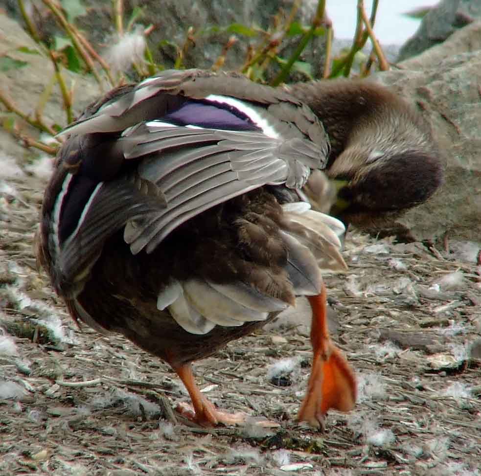 Anas platyrhynchos, bird watching, C and O Canal, Class: Aves, dabbling duck, DC, Dick Maley, display, Duck, Family: Anatidae, Fuji Digital Camera S9600, Genus: Anas, Google Images, Hughes Hollow, Hunting Quarter Road, Kingdom: Animalia, Mallard Duck, Marsh, Maryland, MD, Montgomery County, North America, Order: Anseriformes, photography, Phylum: Chordata, Poolesville, Potomac, Richard Maley, river, Species: A platyrhynchos, Subfamily: Anatinae, USA, Washington, Wetlands