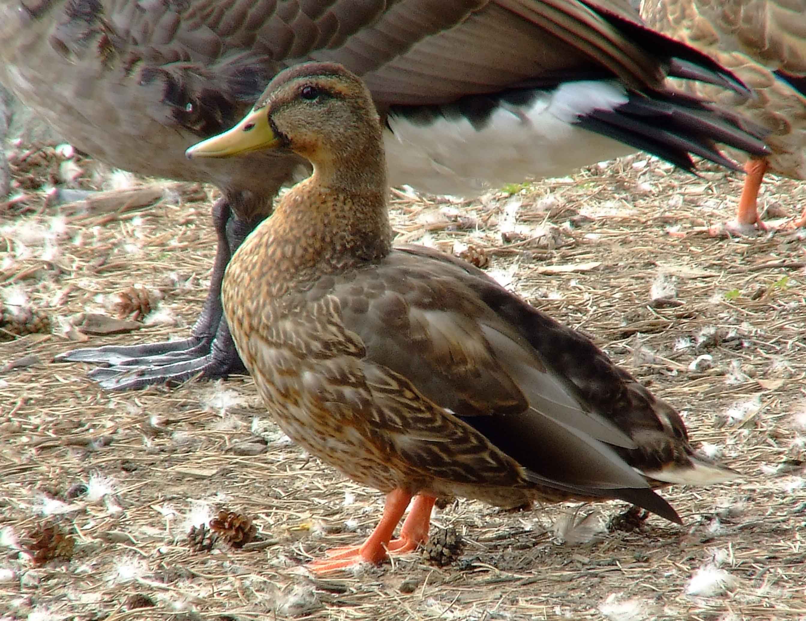 Anas platyrhynchos, bird watching, C and O Canal, Class: Aves, dabbling duck, DC, Dick Maley, display, Duck, Family: Anatidae, Fuji Digital Camera S9600, Genus: Anas, Google Images, Hughes Hollow, Hunting Quarter Road, Kingdom: Animalia, Mallard Duck, Marsh, Maryland, MD, Montgomery County, North America, Order: Anseriformes, photography, Phylum: Chordata, Poolesville, Potomac, Richard Maley, river, Species: A platyrhynchos, Subfamily: Anatinae, USA, Washington, Wetlands