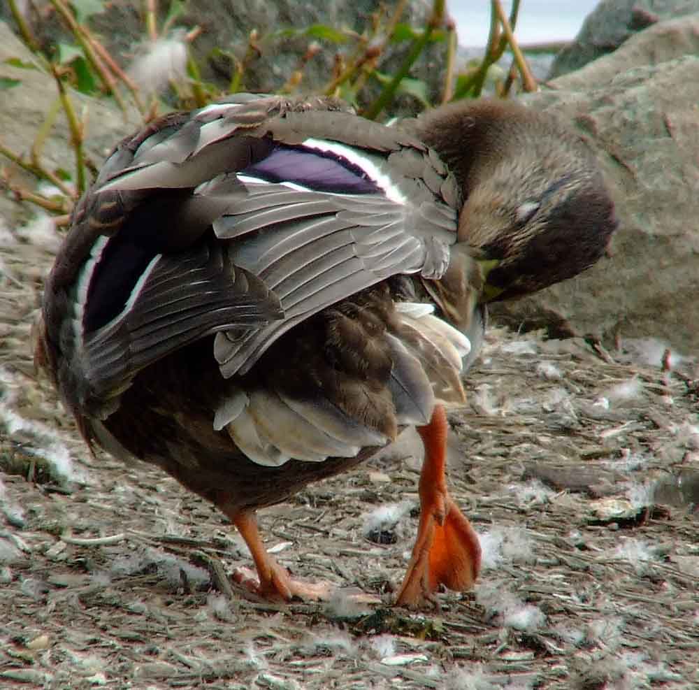 Anas platyrhynchos, bird watching, C and O Canal, Class: Aves, dabbling duck, DC, Dick Maley, display, Duck, Family: Anatidae, Fuji Digital Camera S9600, Genus: Anas, Google Images, Hughes Hollow, Hunting Quarter Road, Kingdom: Animalia, Mallard Duck, Marsh, Maryland, MD, Montgomery County, North America, Order: Anseriformes, photography, Phylum: Chordata, Poolesville, Potomac, Richard Maley, river, Species: A platyrhynchos, Subfamily: Anatinae, USA, Washington, Wetlands