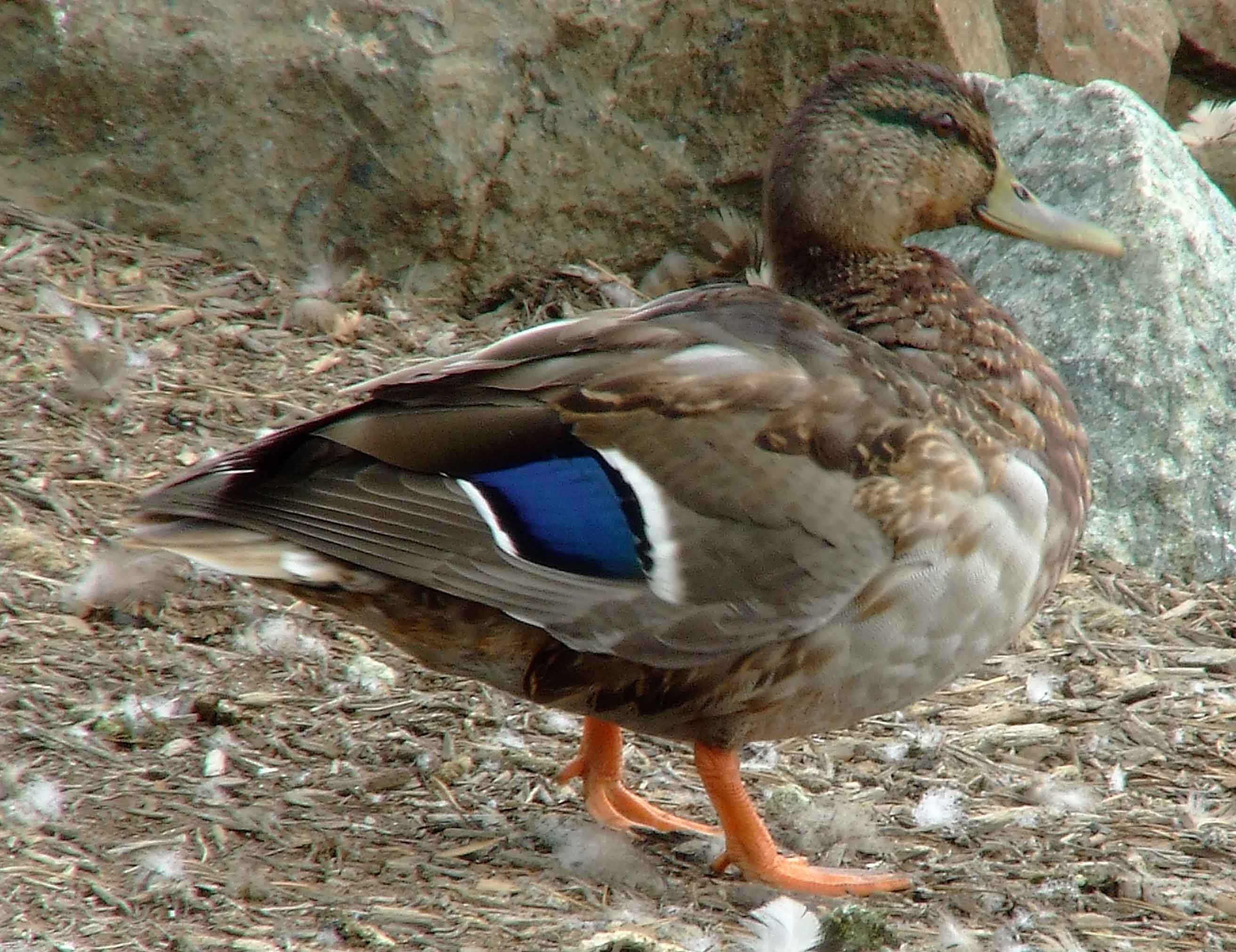 Anas platyrhynchos, bird watching, C and O Canal, Class: Aves, dabbling duck, DC, Dick Maley, display, Duck, Family: Anatidae, Fuji Digital Camera S9600, Genus: Anas, Google Images, Hughes Hollow, Hunting Quarter Road, Kingdom: Animalia, Mallard Duck, Marsh, Maryland, MD, Montgomery County, North America, Order: Anseriformes, photography, Phylum: Chordata, Poolesville, Potomac, Richard Maley, river, Species: A platyrhynchos, Subfamily: Anatinae, USA, Washington, Wetlands