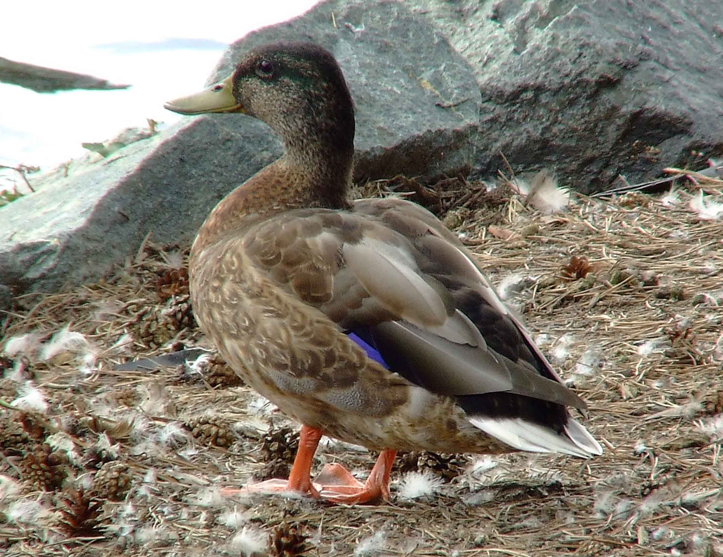 Anas platyrhynchos, bird watching, C and O Canal, Class: Aves, dabbling duck, DC, Dick Maley, display, Duck, Family: Anatidae, Fuji Digital Camera S9600, Genus: Anas, Google Images, Hughes Hollow, Hunting Quarter Road, Kingdom: Animalia, Mallard Duck, Marsh, Maryland, MD, Montgomery County, North America, Order: Anseriformes, photography, Phylum: Chordata, Poolesville, Potomac, Richard Maley, river, Species: A platyrhynchos, Subfamily: Anatinae, USA, Washington, Wetlands