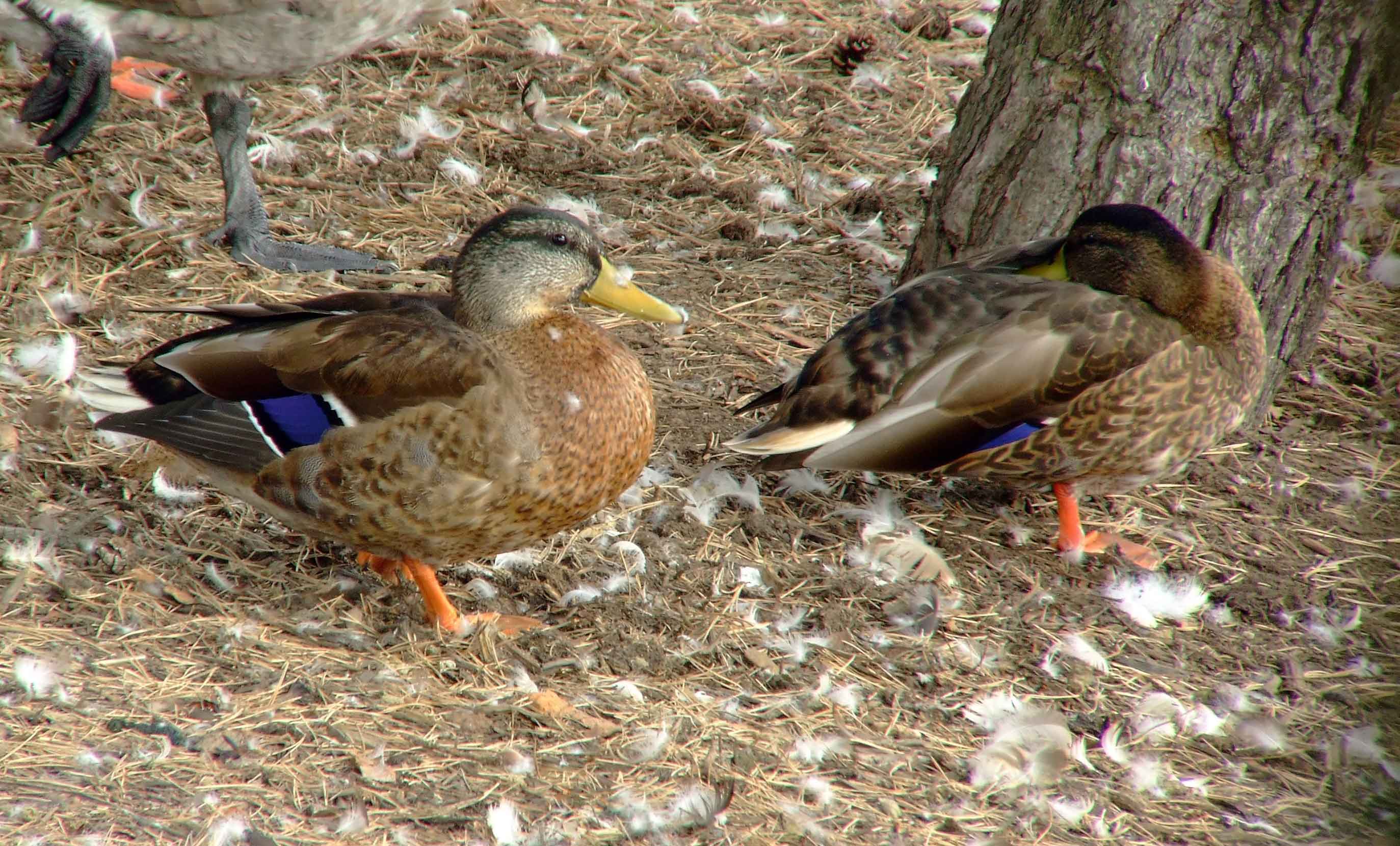 Anas platyrhynchos, bird watching, C and O Canal, Class: Aves, dabbling duck, DC, Dick Maley, display, Duck, Family: Anatidae, Fuji Digital Camera S9600, Genus: Anas, Google Images, Hughes Hollow, Hunting Quarter Road, Kingdom: Animalia, Mallard Duck, Marsh, Maryland, MD, Montgomery County, North America, Order: Anseriformes, photography, Phylum: Chordata, Poolesville, Potomac, Richard Maley, river, Species: A platyrhynchos, Subfamily: Anatinae, USA, Washington, Wetlands