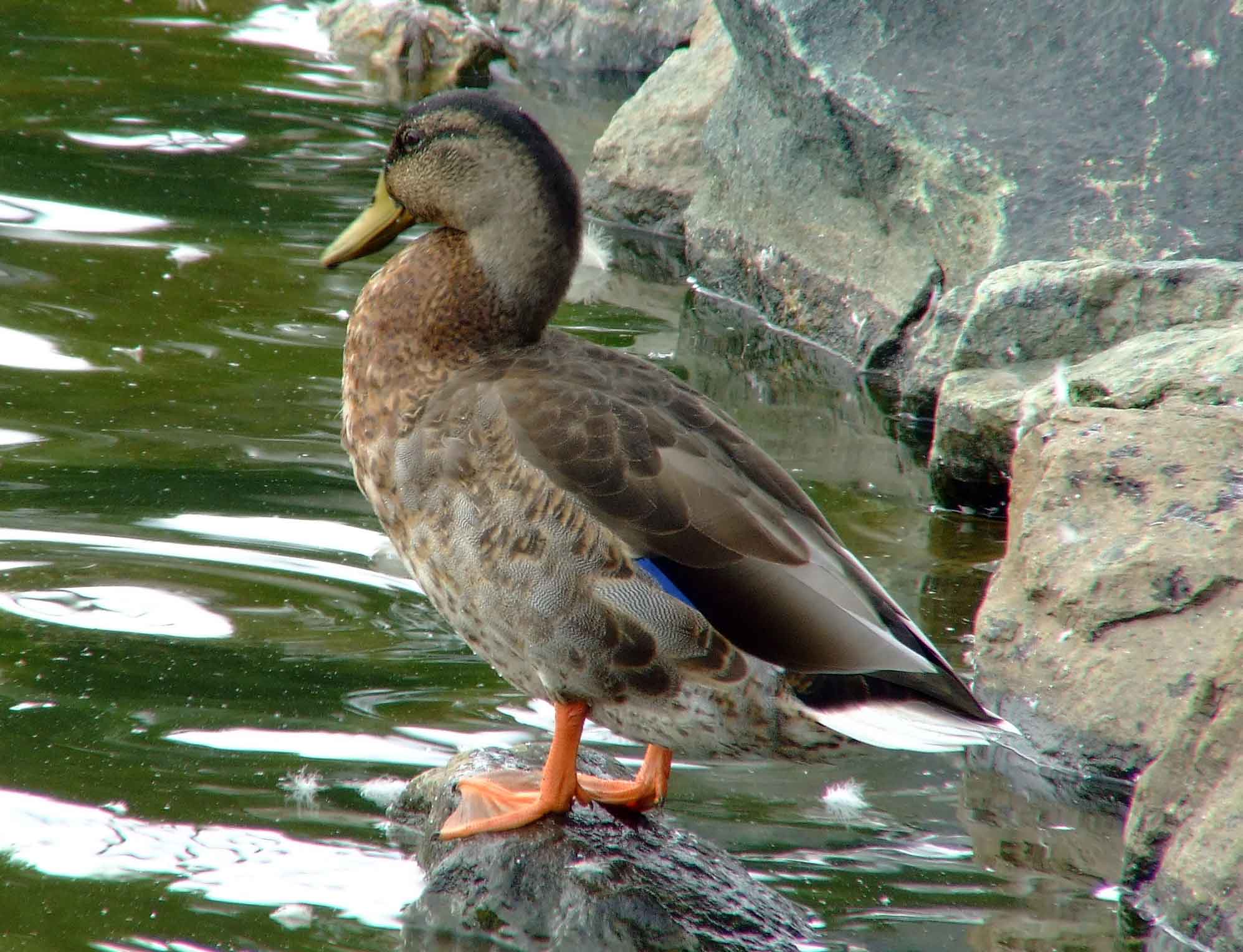 Anas platyrhynchos, bird watching, C and O Canal, Class: Aves, dabbling duck, DC, Dick Maley, display, Duck, Family: Anatidae, Fuji Digital Camera S9600, Genus: Anas, Google Images, Hughes Hollow, Hunting Quarter Road, Kingdom: Animalia, Mallard Duck, Marsh, Maryland, MD, Montgomery County, North America, Order: Anseriformes, photography, Phylum: Chordata, Poolesville, Potomac, Richard Maley, river, Species: A platyrhynchos, Subfamily: Anatinae, USA, Washington, Wetlands