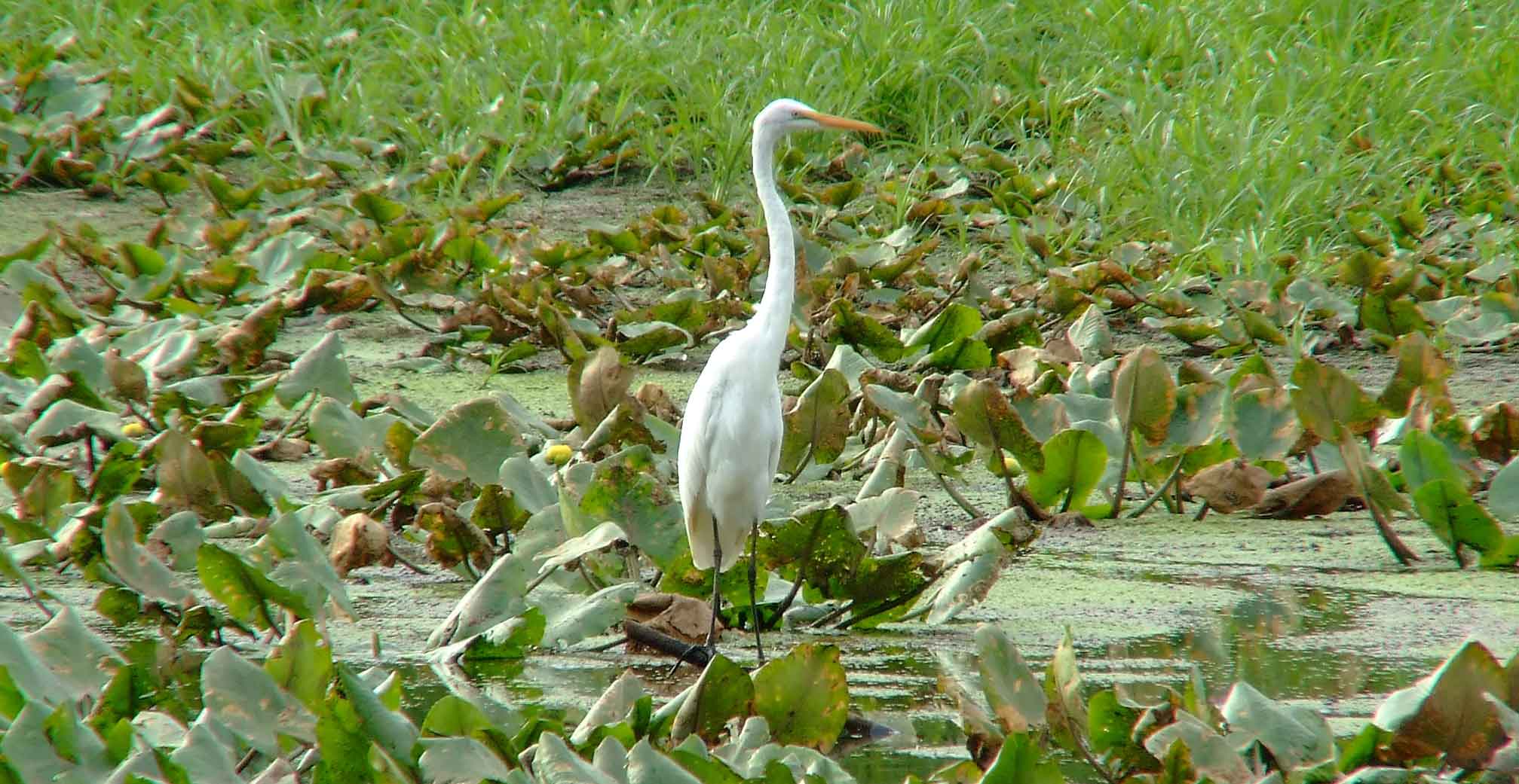 Ardea alba, bird watching, C and O Canal, Camera, Casmerodius albus, Class: Aves, Common Egret, DC, Dick Maley, display, Egretta alba, Family: Ardeidae, fishing, Fuji Digital Camera S9600, Genus: Ardea, Google Images, Great Egret, Great White Egret, hiking, Hughes Hollow, Hunting Quarter Road, Kingdom: Animalia, Ko-tuku, Marsh, Maryland, MD, Montgomery County, nature, North America, Order: Ciconiiformes, photography, Phylum: Chordata, Poolesville, Potomac, Richard Maley, river, Species: A alba, USA, wading egret, Washington, Wetlands, White Heron