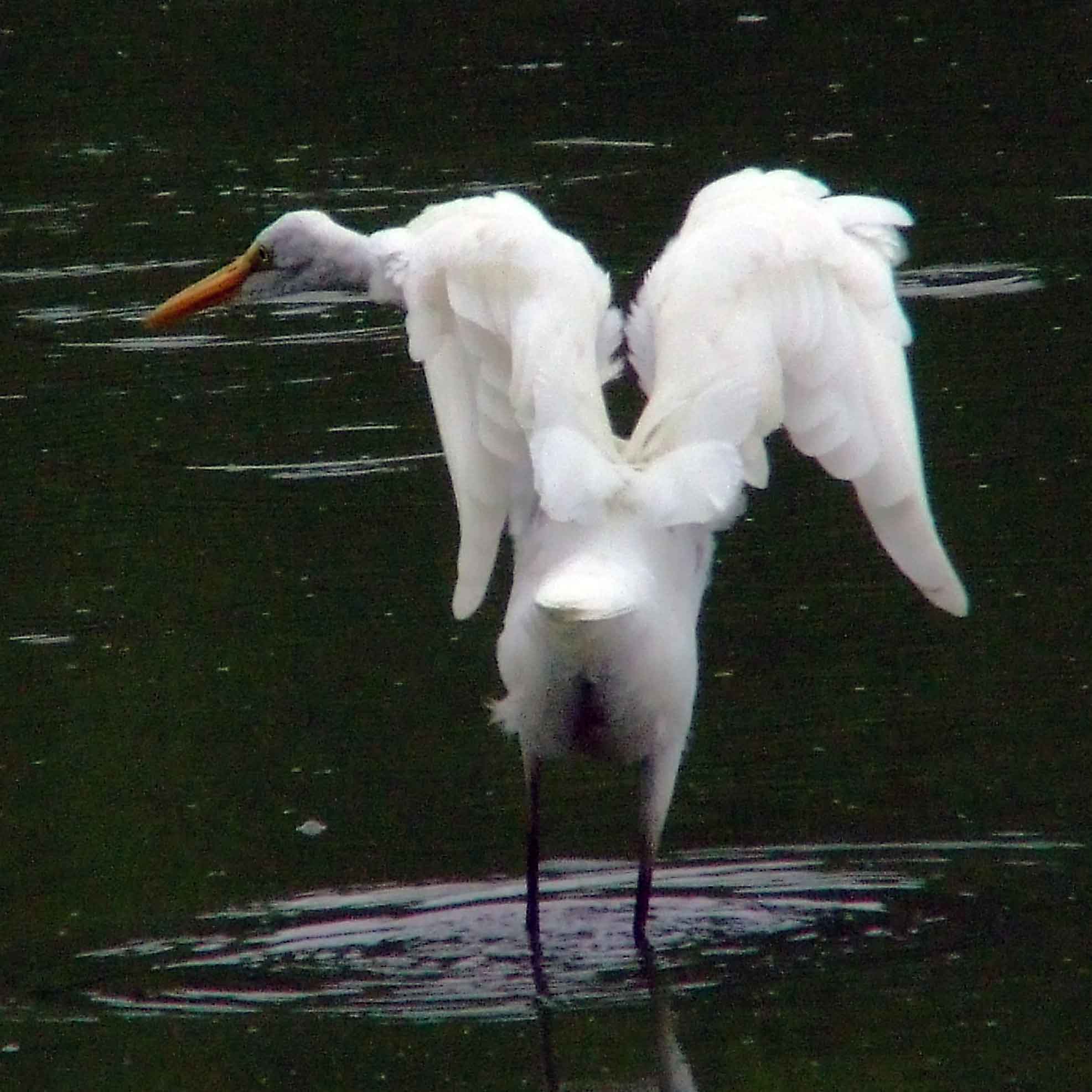 Ardea alba, bird watching, C and O Canal, Camera, Casmerodius albus, Class: Aves, Common Egret, DC, Dick Maley, display, Egretta alba, Family: Ardeidae, fishing, Fuji Digital Camera S9600, Genus: Ardea, Google Images, Great Egret, Great White Egret, hiking, Hughes Hollow, Hunting Quarter Road, Kingdom: Animalia, Ko-tuku, Marsh, Maryland, MD, Montgomery County, nature, North America, Order: Ciconiiformes, photography, Phylum: Chordata, Poolesville, Potomac, Richard Maley, river, Species: A alba, USA, wading egret, Washington, Wetlands, White Heron