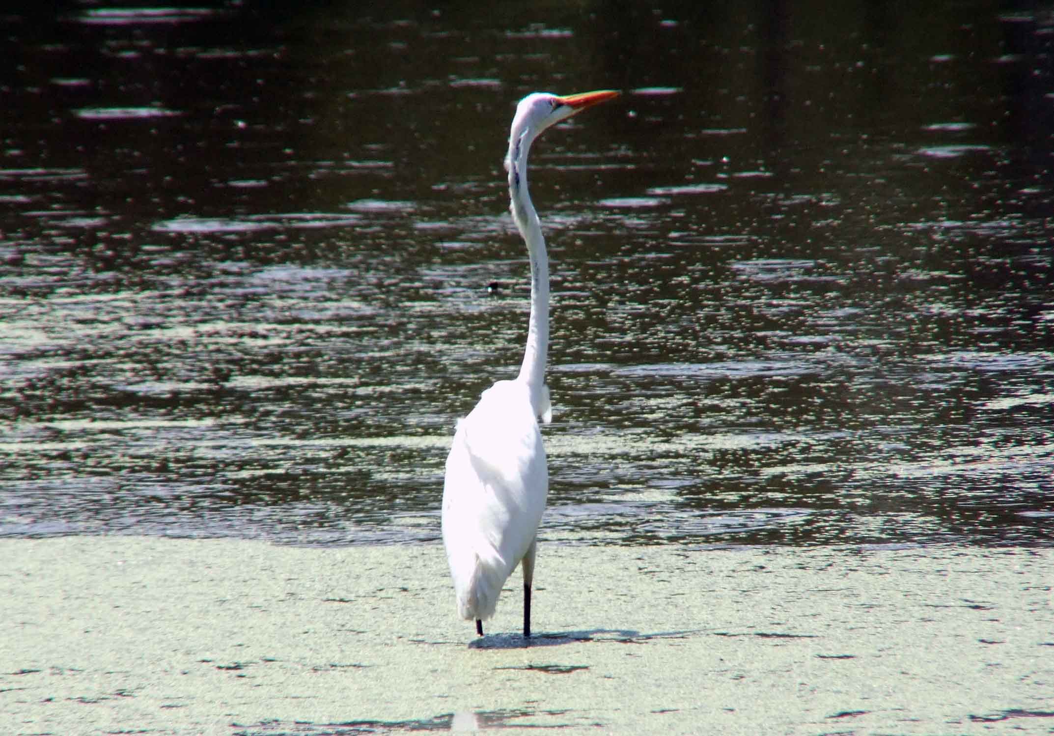 Ardea alba, bird watching, C and O Canal, Camera, Casmerodius albus, Class: Aves, Common Egret, DC, Dick Maley, display, Egretta alba, Family: Ardeidae, fishing, Fuji Digital Camera S9600, Genus: Ardea, Google Images, Great Egret, Great White Egret, hiking, Hughes Hollow, Hunting Quarter Road, Kingdom: Animalia, Ko-tuku, Marsh, Maryland, MD, Montgomery County, nature, North America, Order: Ciconiiformes, photography, Phylum: Chordata, Poolesville, Potomac, Richard Maley, river, Species: A alba, USA, wading egret, Washington, Wetlands, White Heron