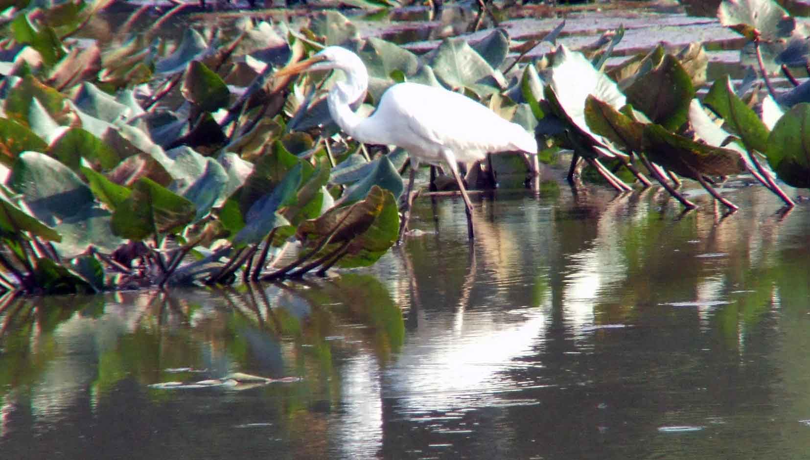 Ardea alba, bird watching, C and O Canal, Camera, Casmerodius albus, Class: Aves, Common Egret, DC, Dick Maley, display, Egretta alba, Family: Ardeidae, fishing, Fuji Digital Camera S9600, Genus: Ardea, Google Images, Great Egret, Great White Egret, hiking, Hughes Hollow, Hunting Quarter Road, Kingdom: Animalia, Ko-tuku, Marsh, Maryland, MD, Montgomery County, nature, North America, Order: Ciconiiformes, photography, Phylum: Chordata, Poolesville, Potomac, Richard Maley, river, Species: A alba, USA, wading egret, Washington, Wetlands, White Heron